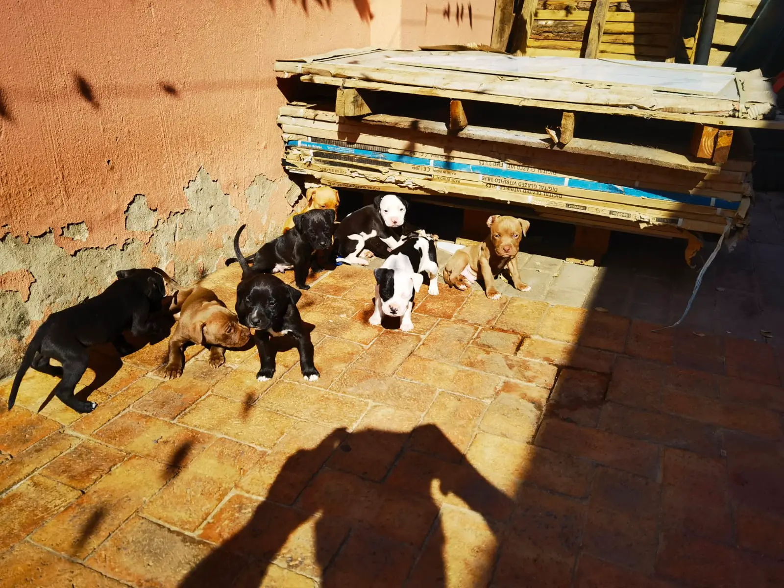 Pitbull Puppies in Johannesburg (21/09/2022)