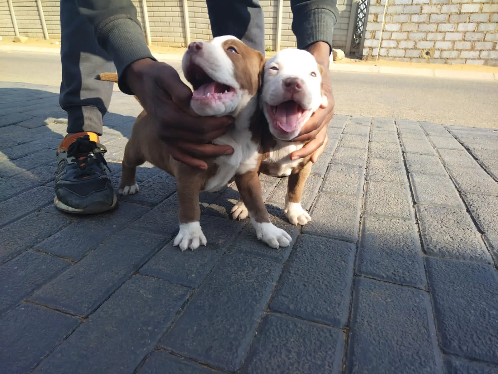 Pitbull Puppies in Johannesburg (30/09/2022)