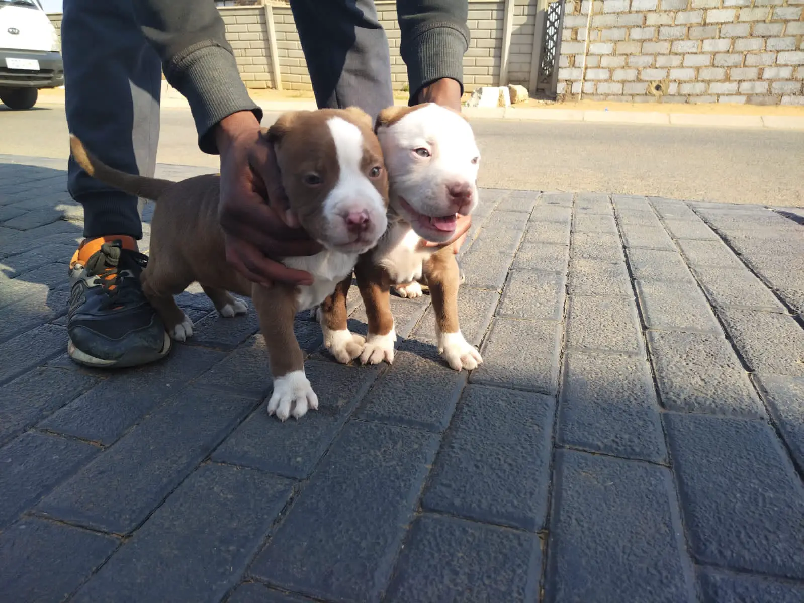 Pitbull Puppies in Johannesburg (26/09/2022)