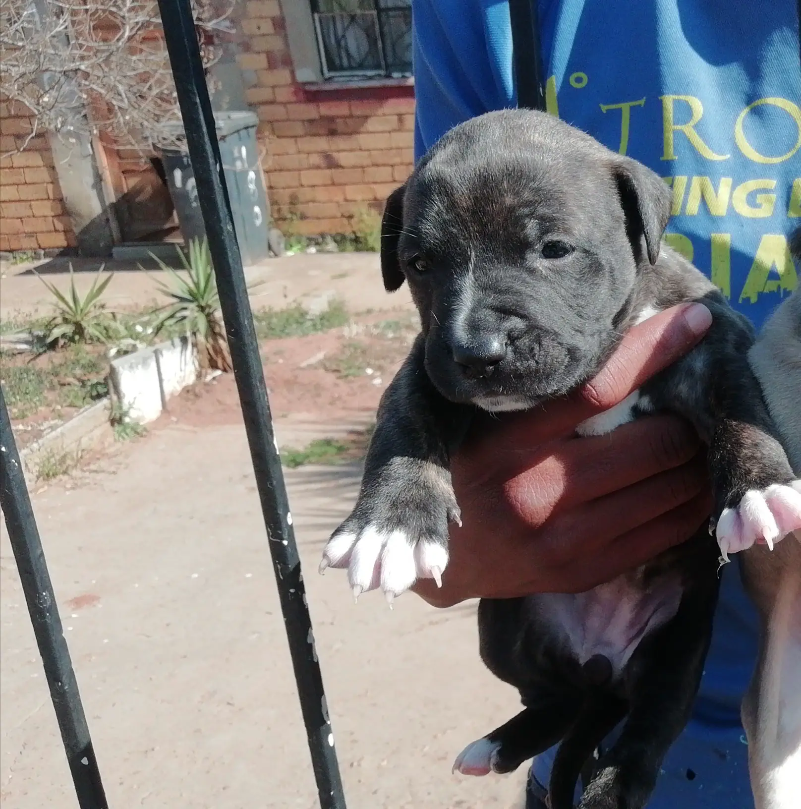 Pitbull Puppies in Johannesburg (03/09/2022)