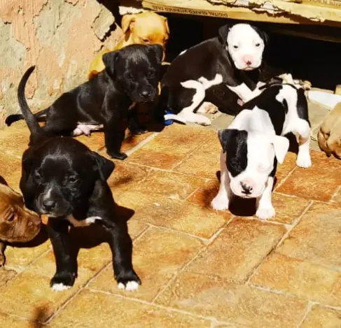 Pitbull Puppies in Johannesburg (28/09/2022)