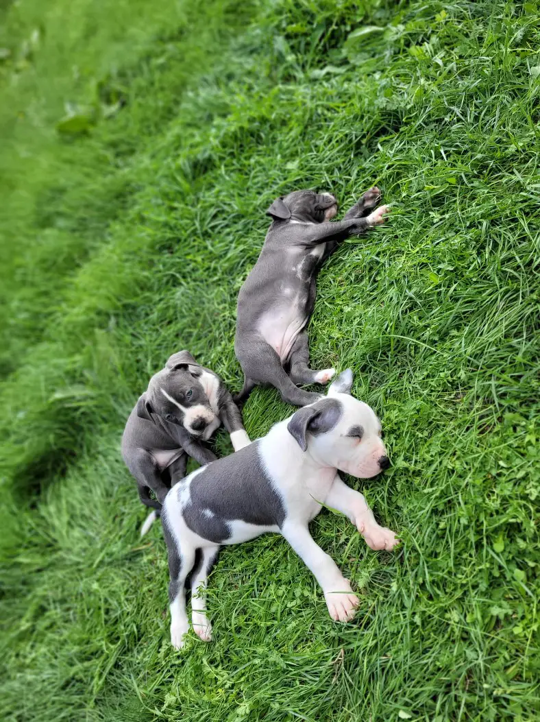 Pitbull Puppies in Johannesburg (23/09/2022)