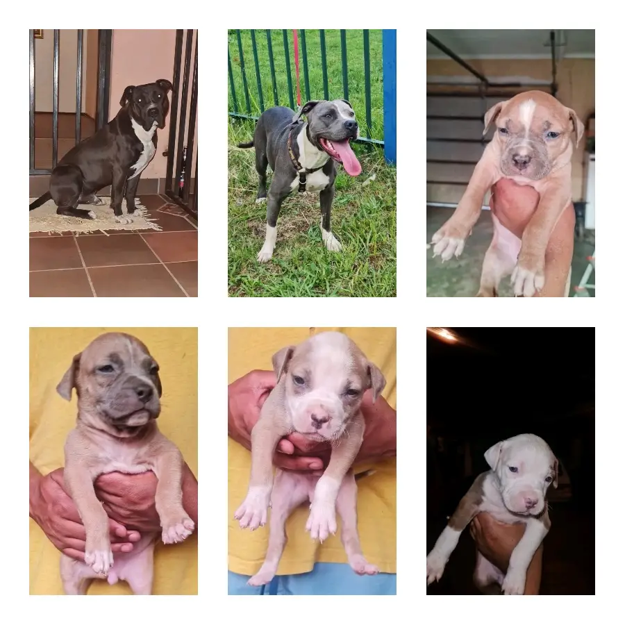 Pitbull Puppies in Johannesburg (27/09/2022)