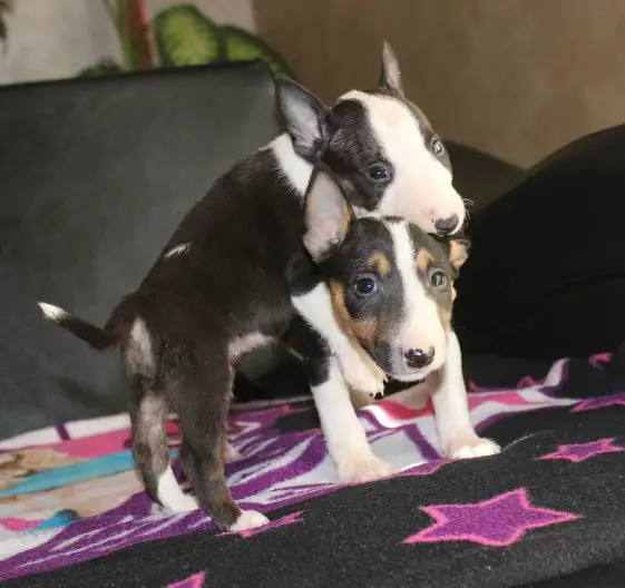 Bull Terrier Puppies in Johannesburg (20/09/2022)