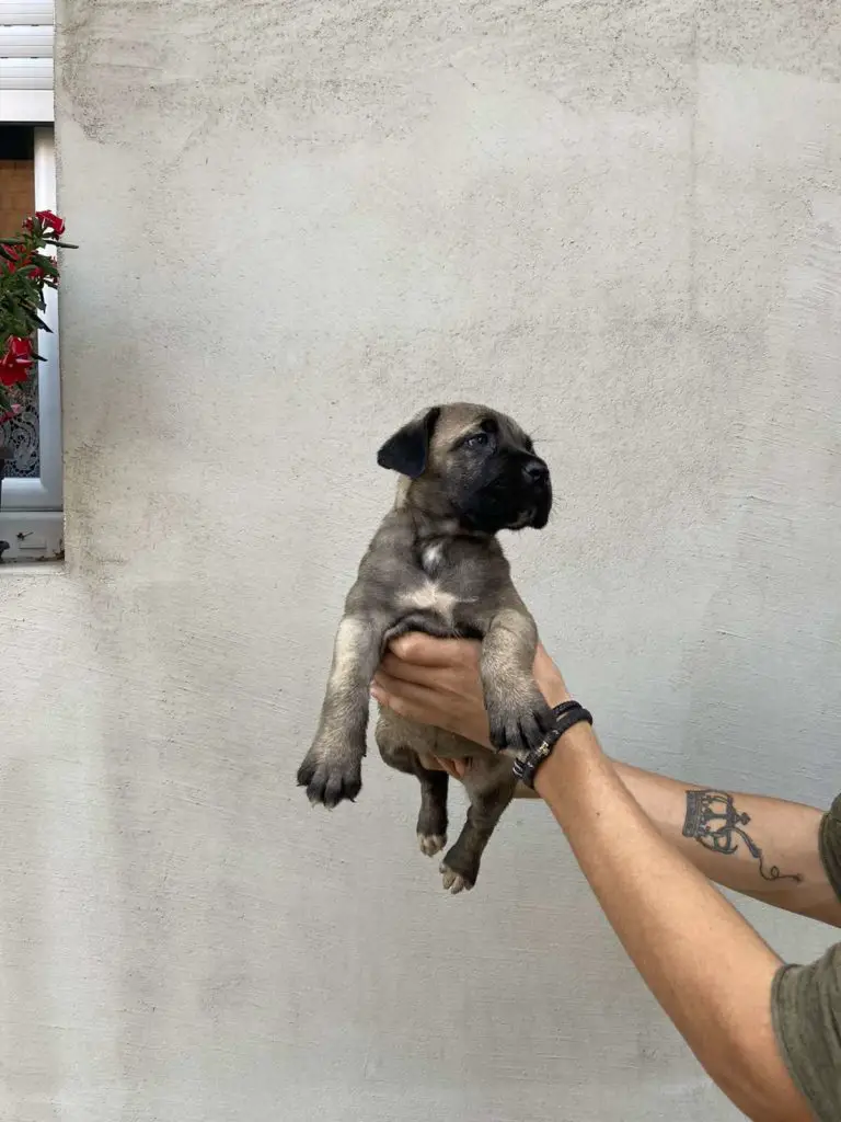 Cane Corso Puppies in Johannesburg (23/09/2022)