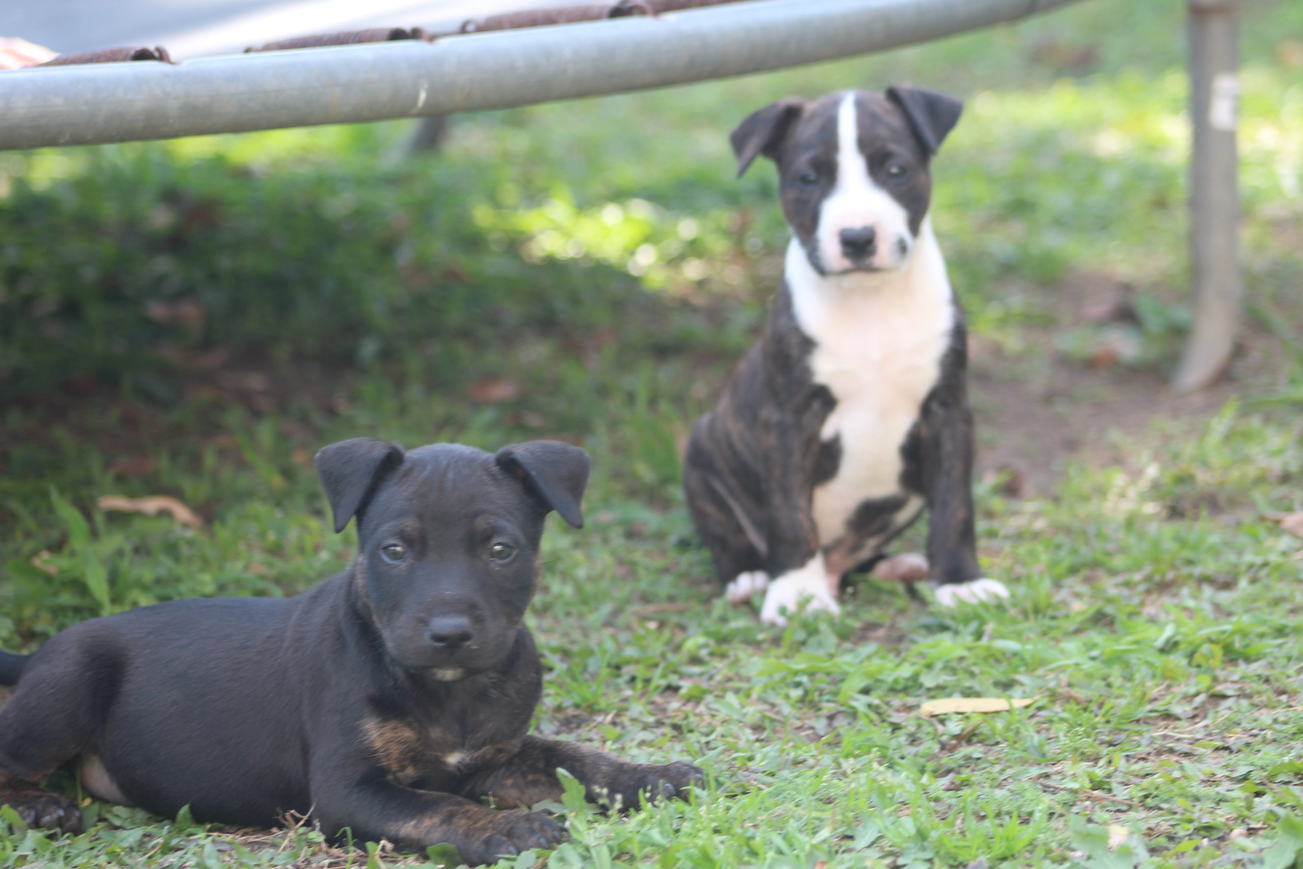 Staffie Puppies in Kwazulu Natal (16/09/2022)