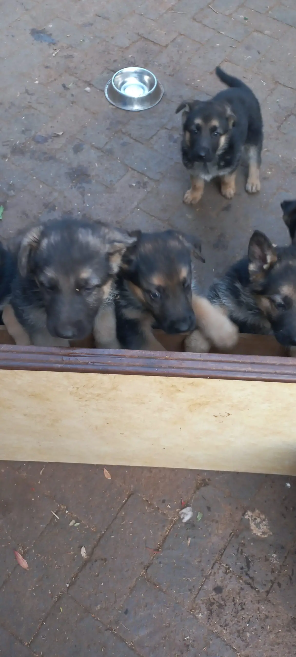 German Sheperd Puppies in Klerksdorp (25/09/2022)
