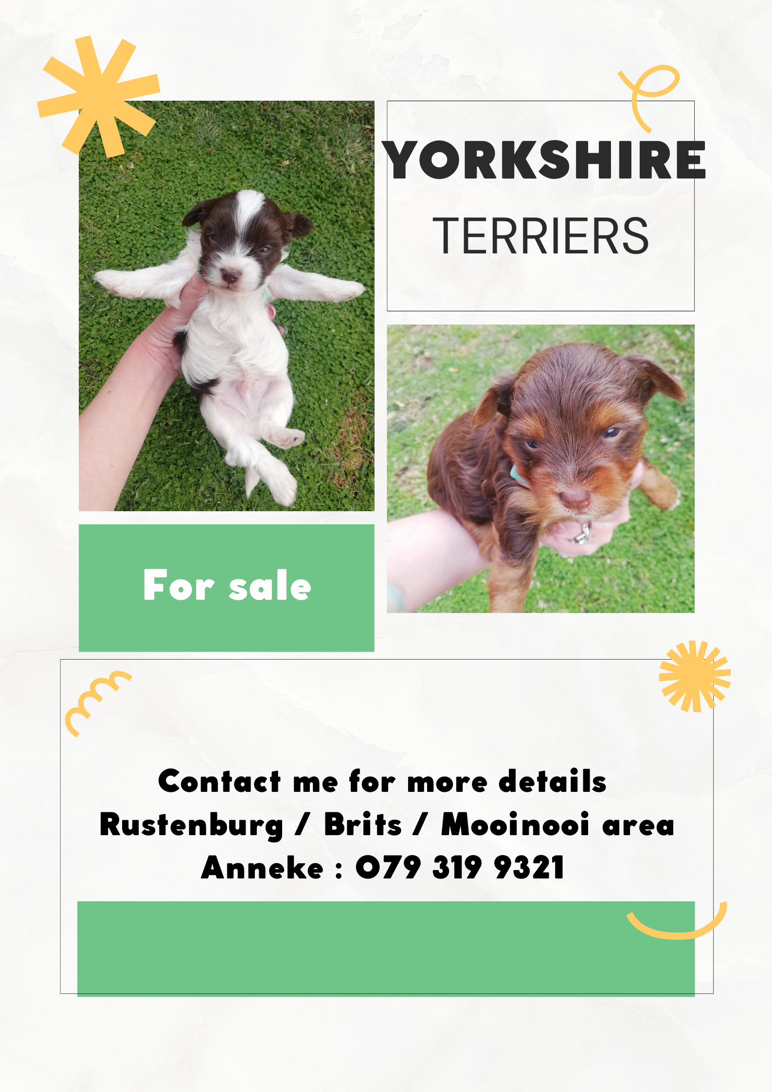 Yorkshire Puppies in Hartbeespoort (25/09/2022)