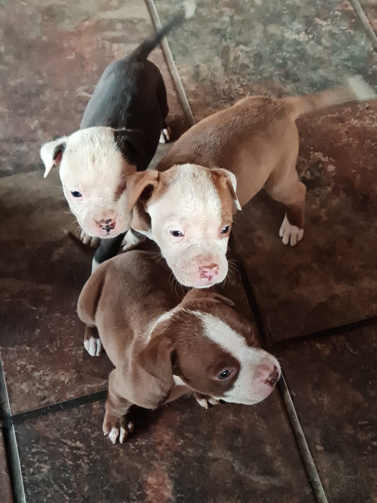 Pitbull Puppies in Johannesburg (26/09/2022)