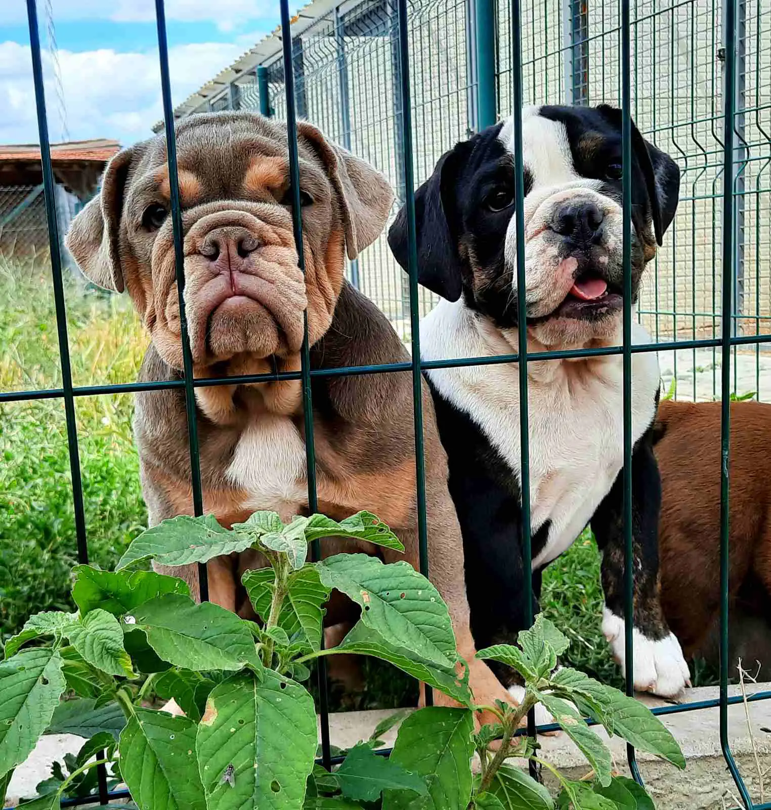 Bulldog Puppies in Johannesburg (19/09/2022)