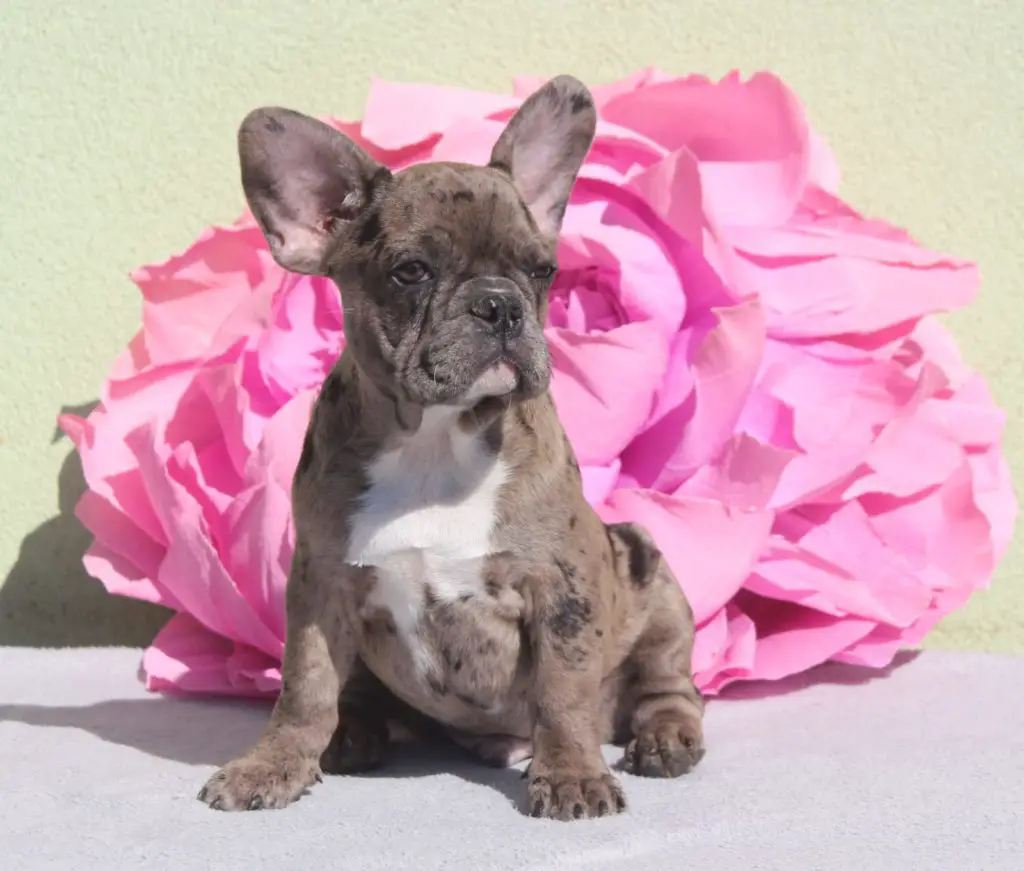 French Bulldog Puppies in Kimberley (13/09/2022)