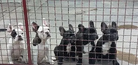 French Bulldog Puppies in Johannesburg (30/09/2022)