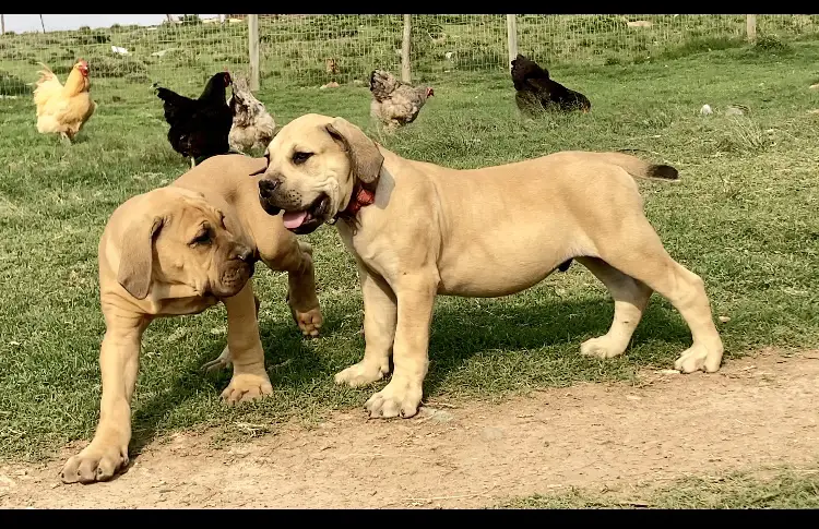 Boerboel Puppies in Other (24/10/2022)