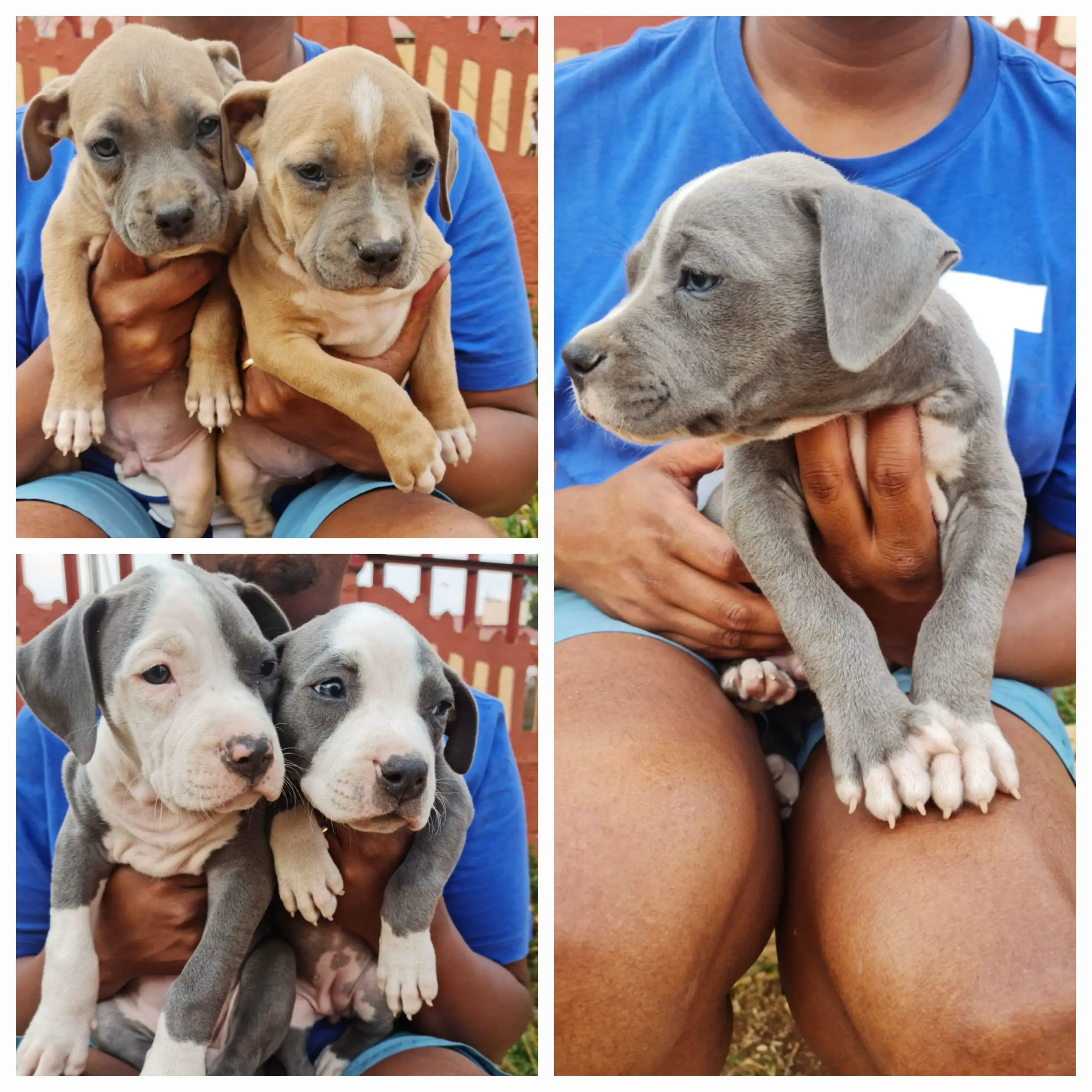Pitbull Puppies in Johannesburg (16/10/2022)