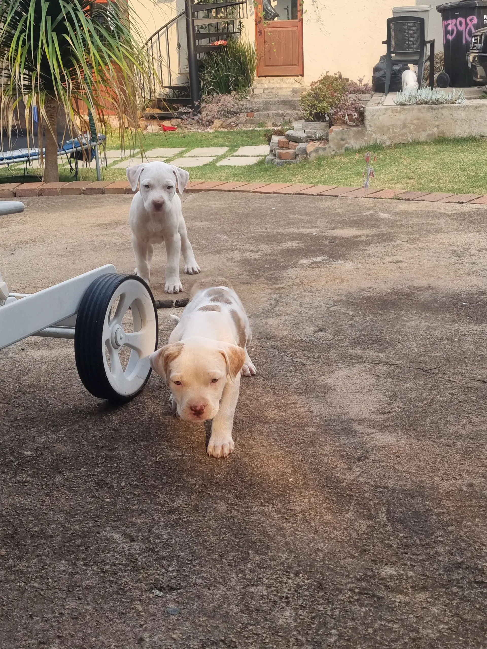 Pitbull Puppies in Johannesburg (19/10/2022)