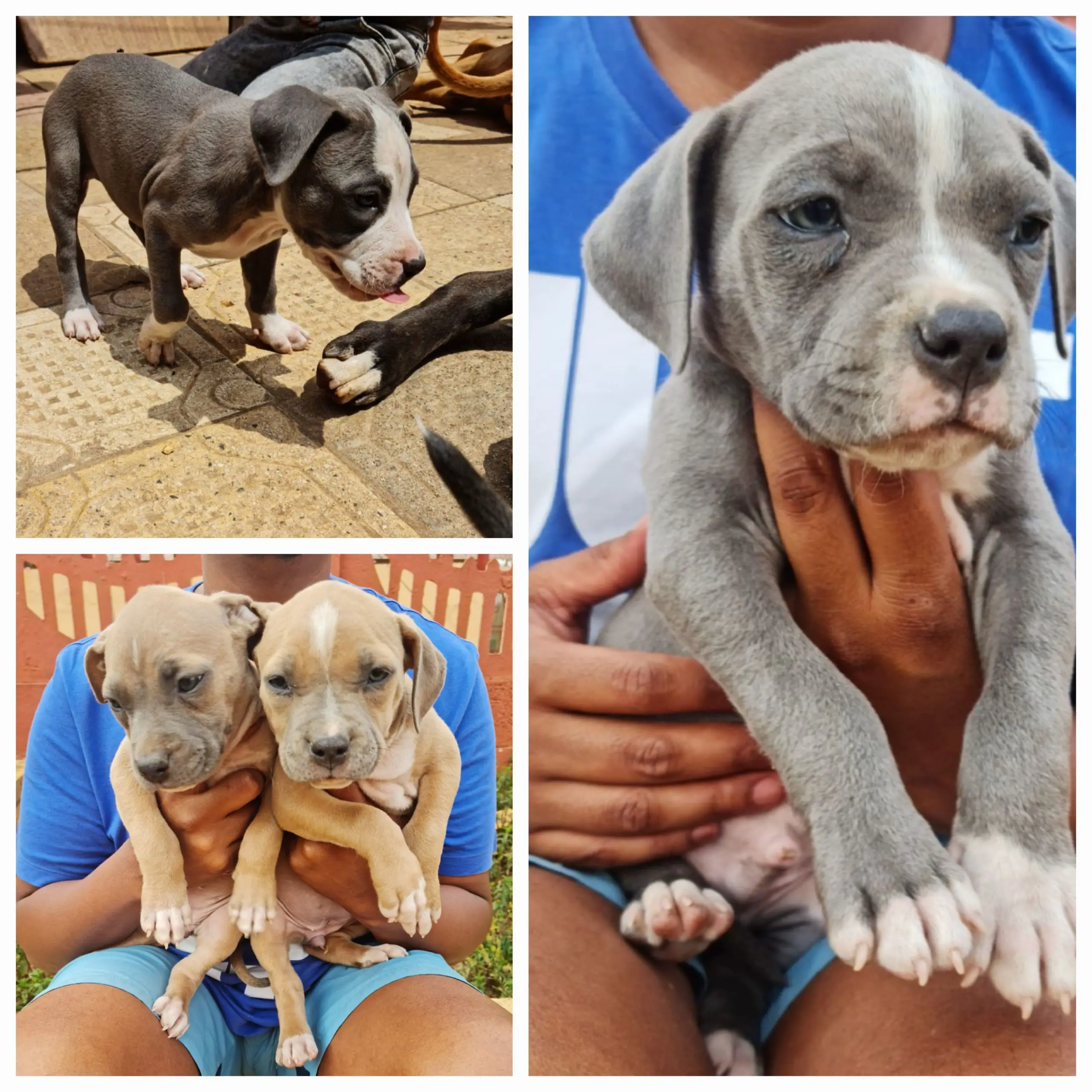 Pitbull Puppies in Johannesburg (23/10/2022)