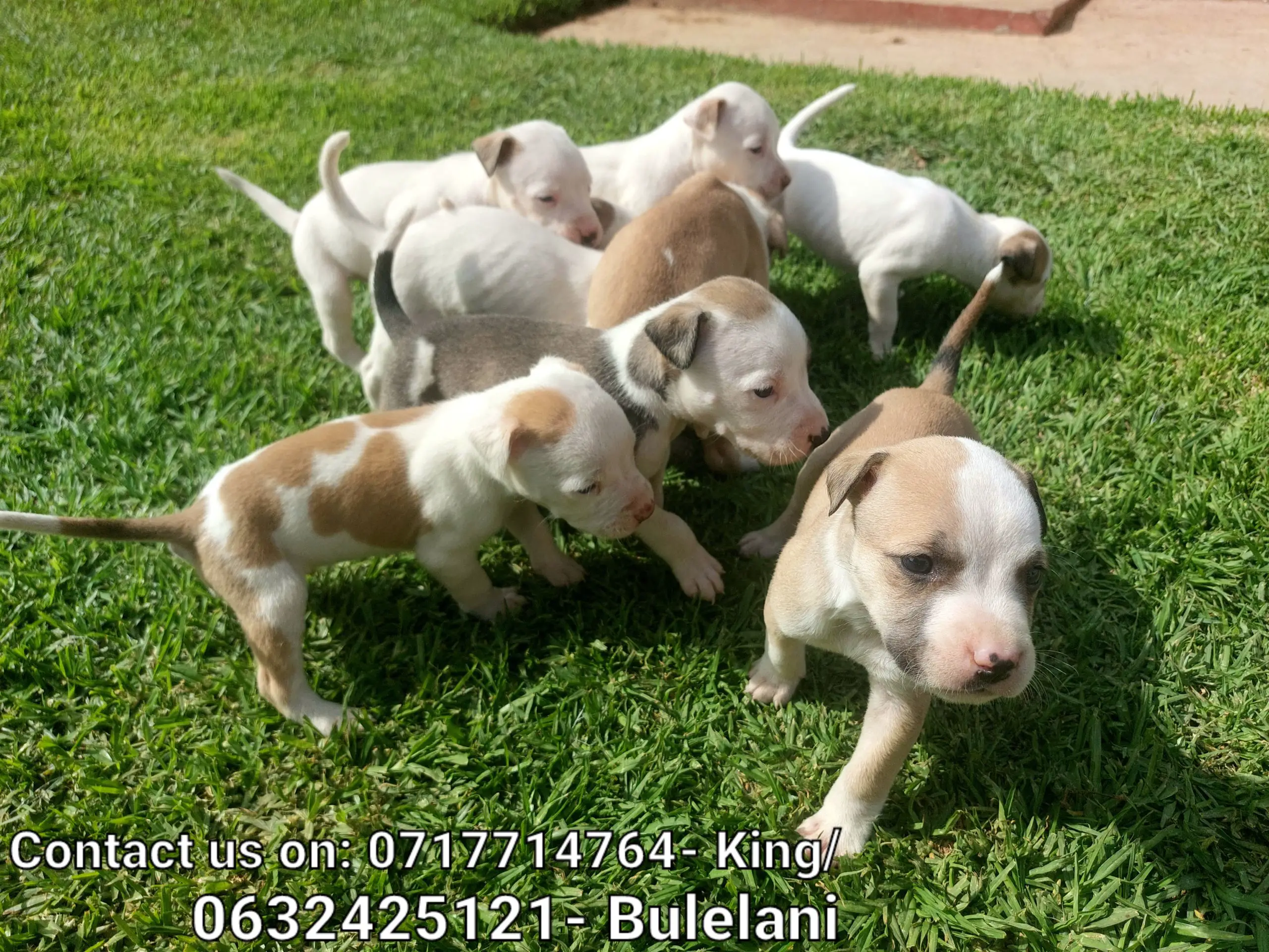 Pitbull Puppies in Johannesburg (27/10/2022)