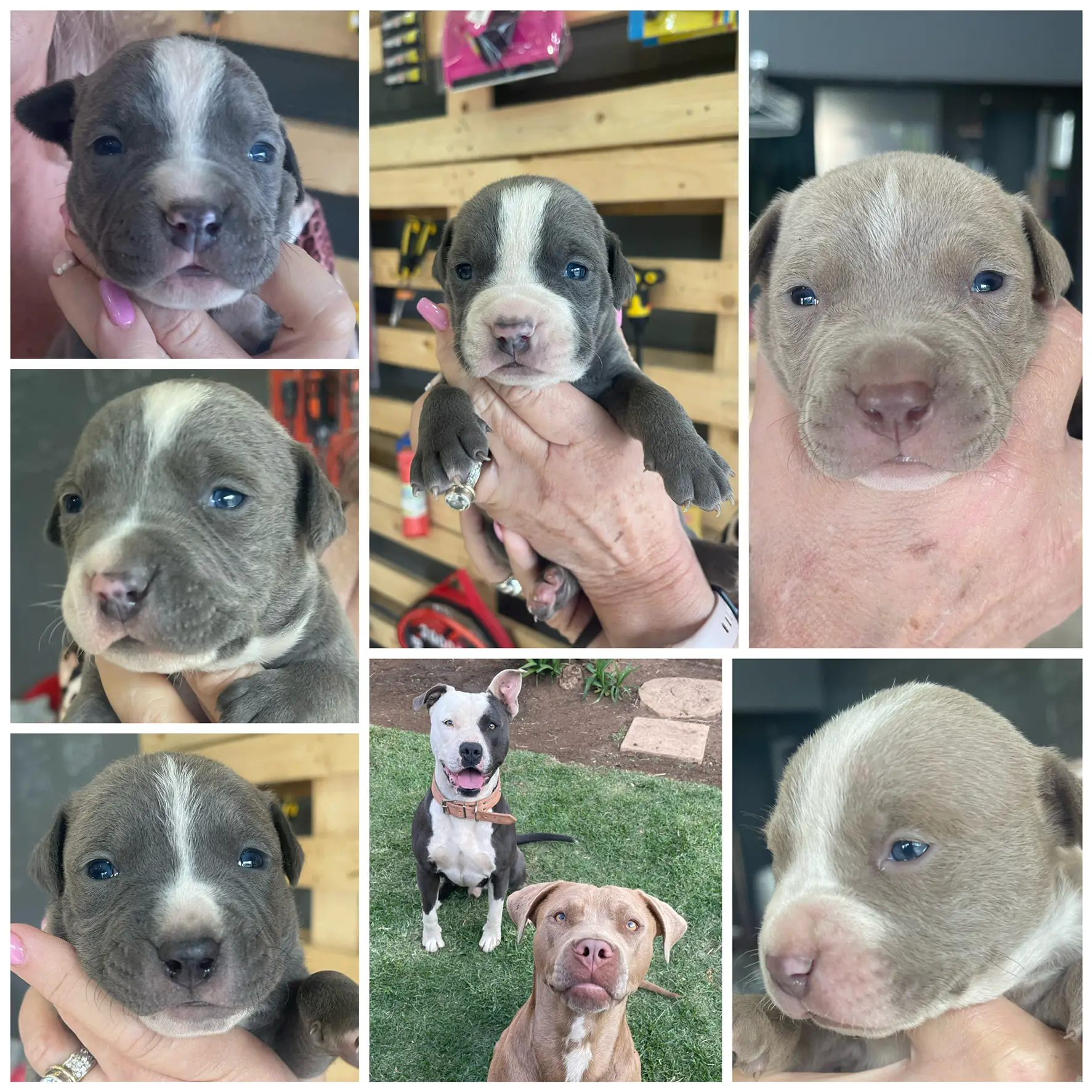 Pitbull Puppies in Johannesburg (04/10/2022)