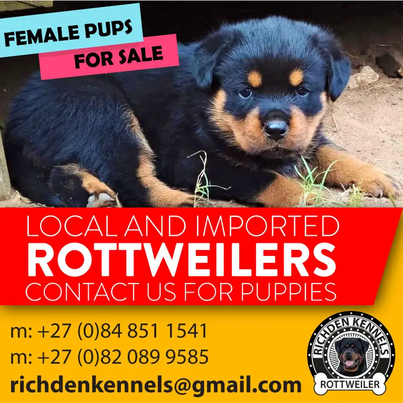 Rottweiler Puppies in Kwazulu Natal (28/10/2022)
