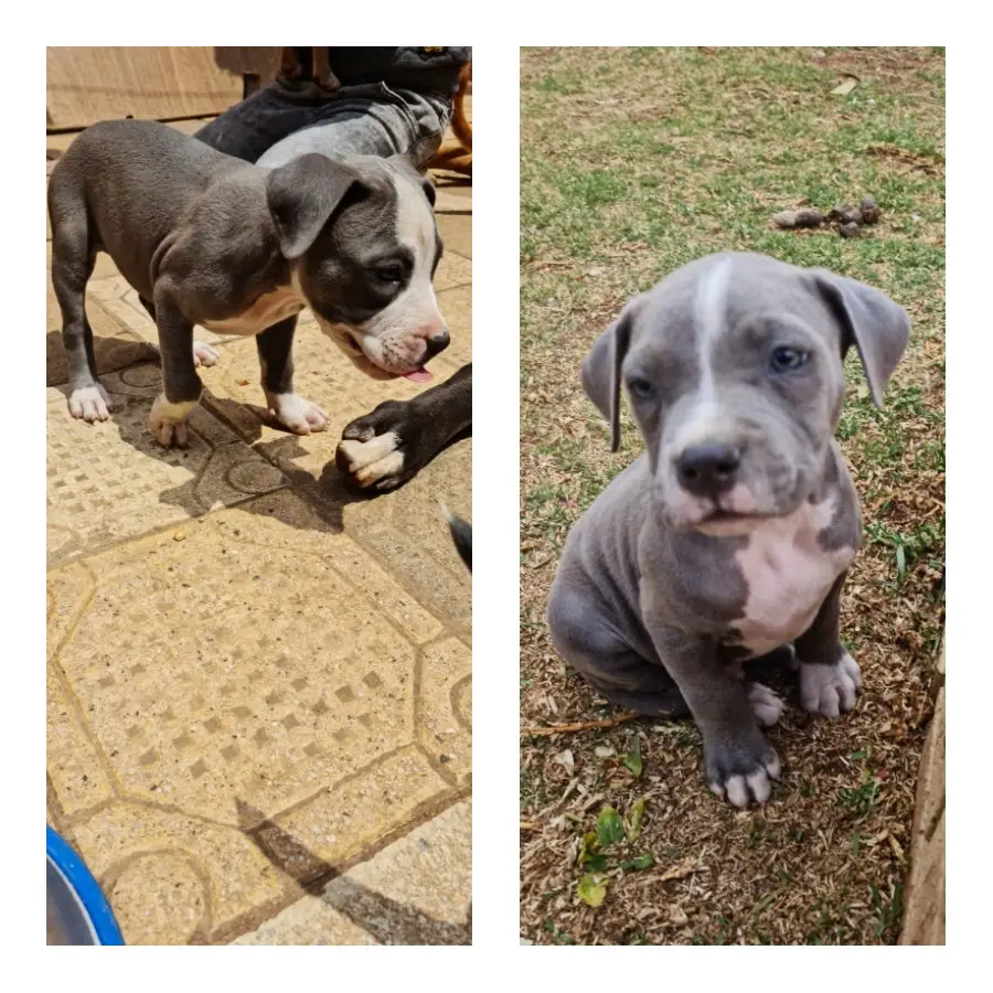 Pitbull Puppies in Johannesburg (28/10/2022)