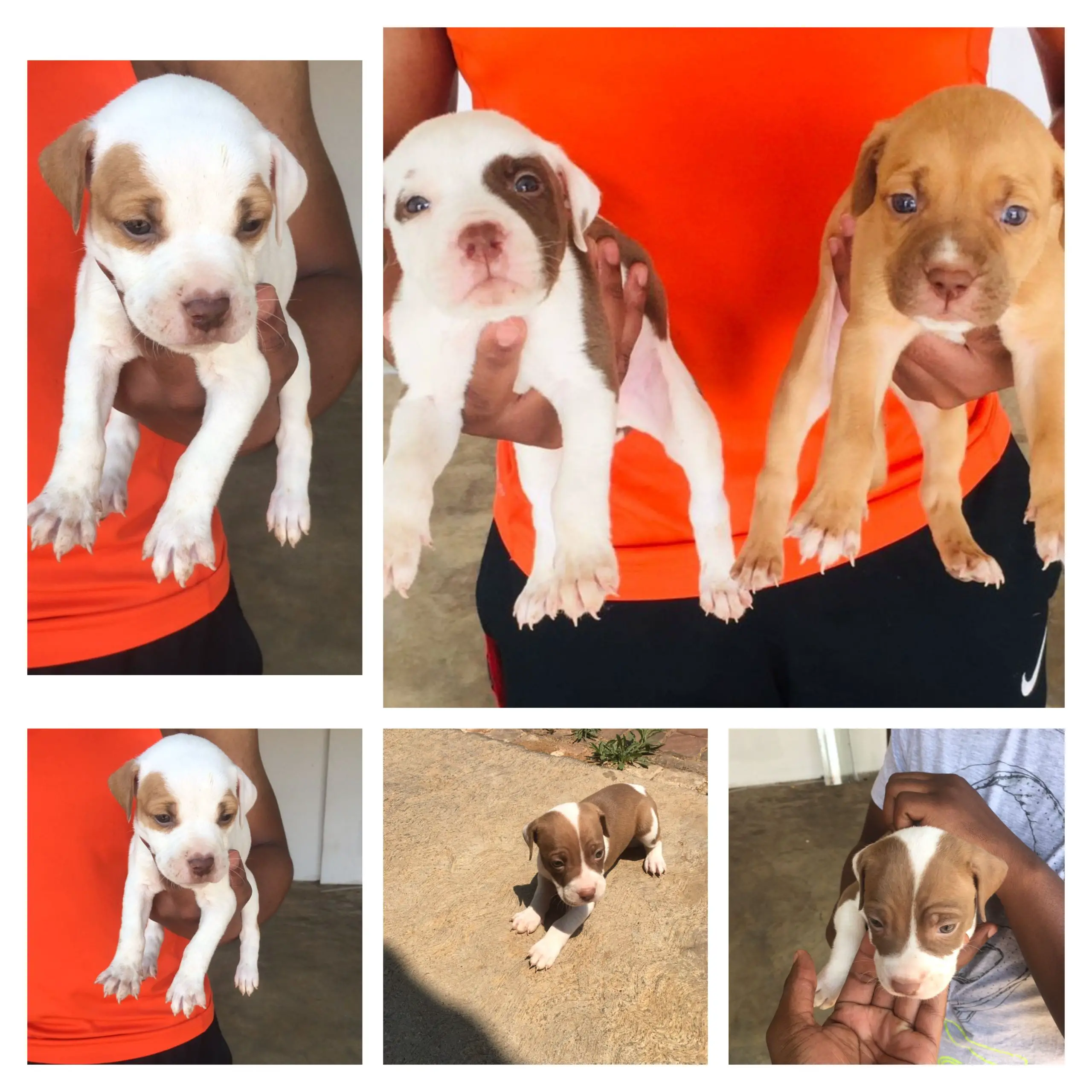 Pitbull Puppies in Pretoria (11/10/2022)