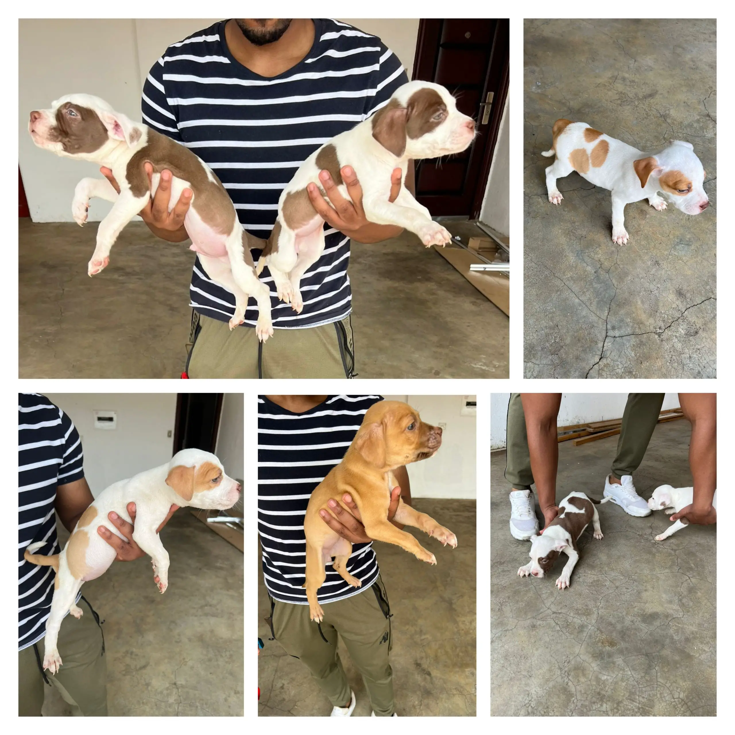 Pitbull Puppies in Pretoria (31/10/2022)
