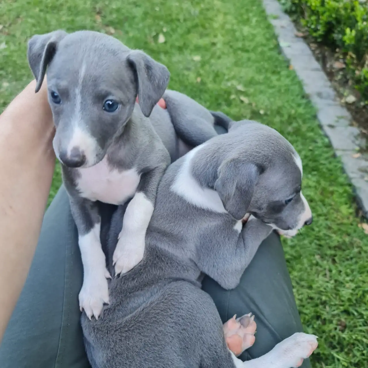 Whippet Puppies in Johannesburg (12/10/2022)