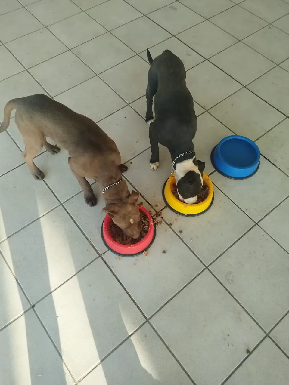 Pitbull Puppies in Johannesburg (05/10/2022)
