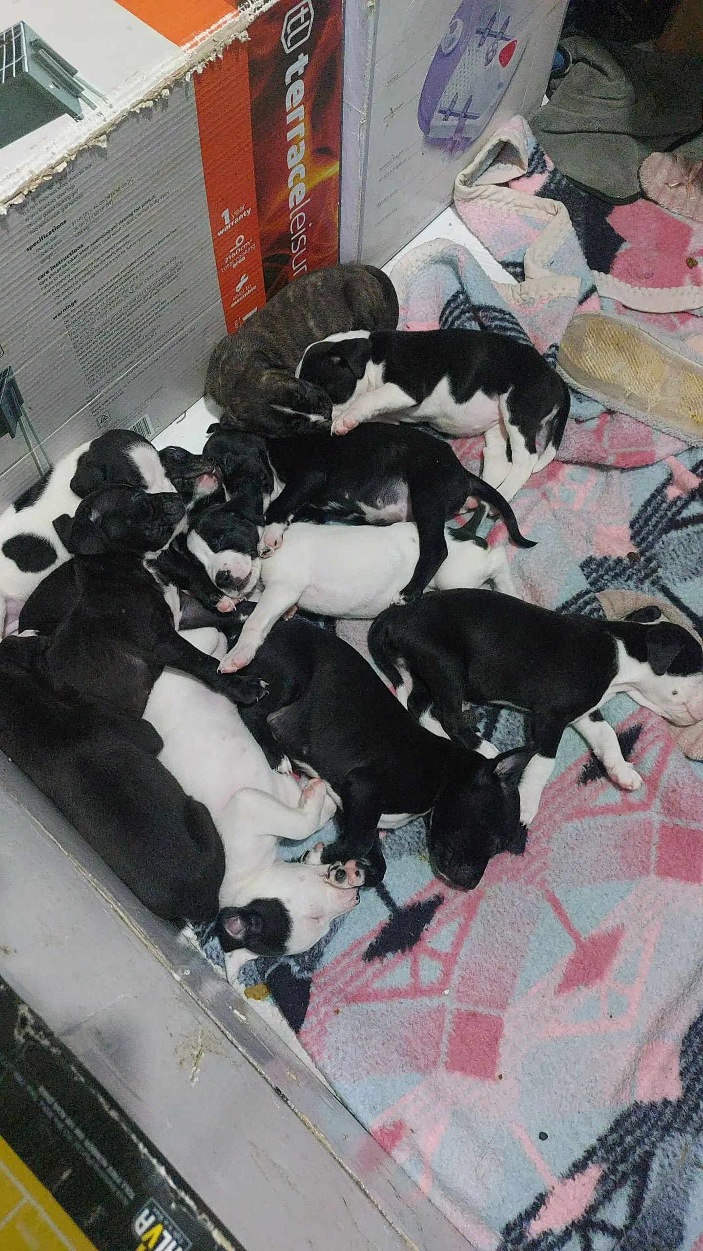 Pitbull Puppies in Kwazulu Natal (15/10/2022)