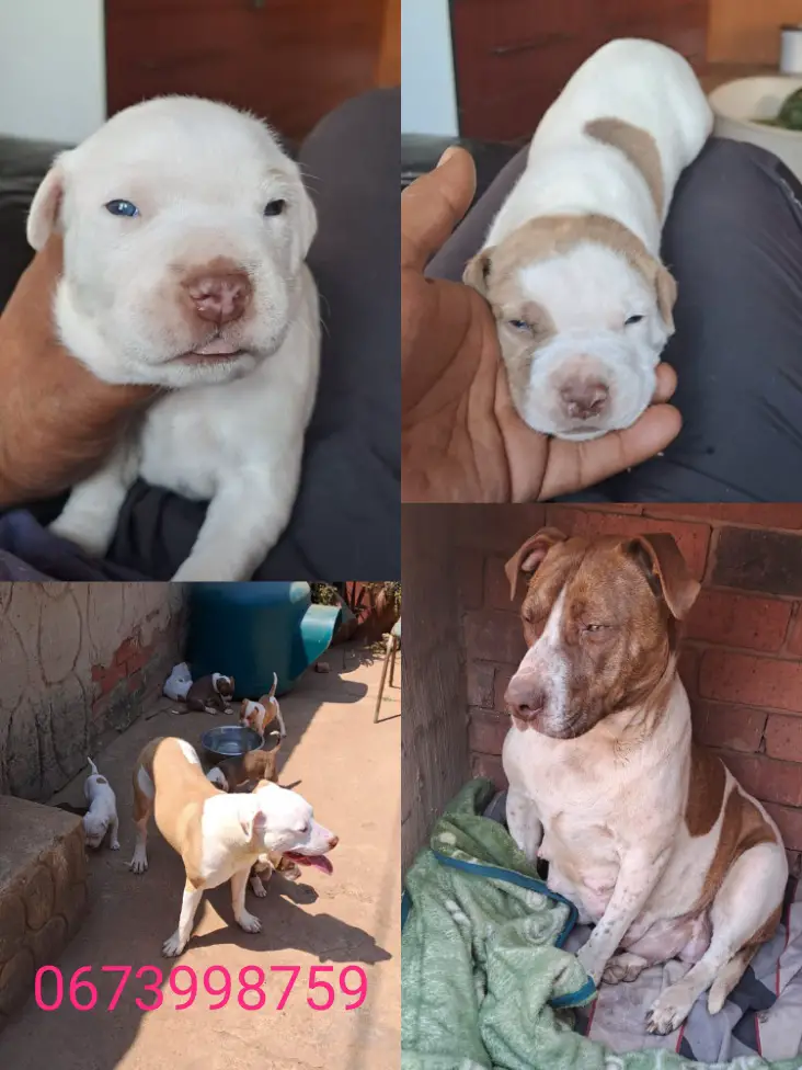 Pitbull Puppies in Johannesburg (07/10/2022)