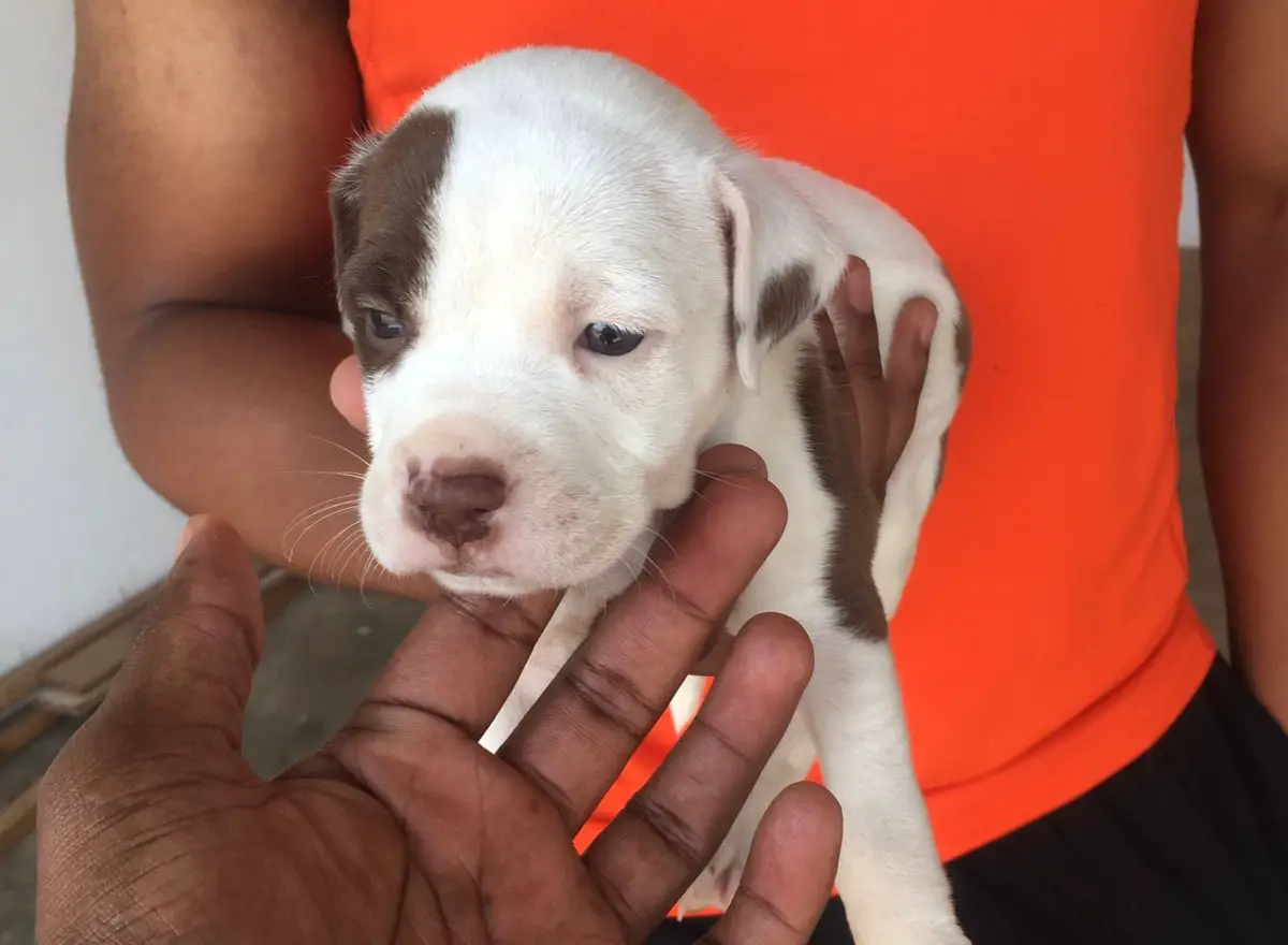 Pitbull Puppies in Pretoria (24/10/2022)