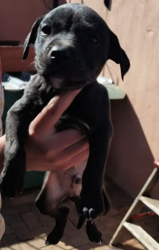 Pitbull Puppies in Johannesburg (18/10/2022)
