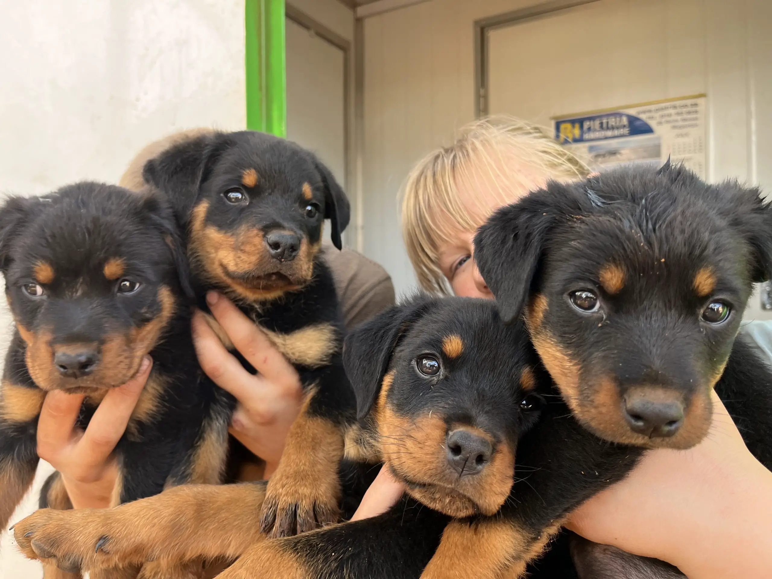 Rottweiler Puppies in Other (07/10/2022)