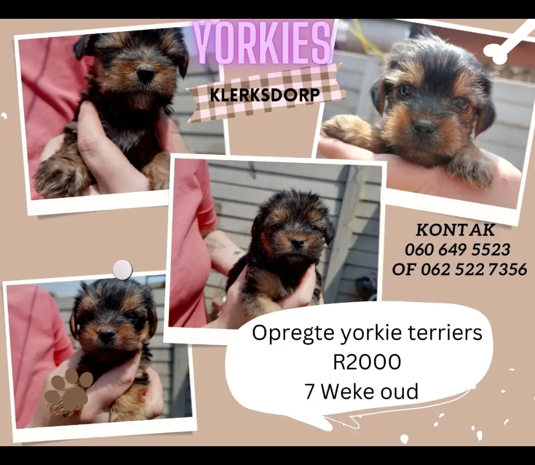 Yorkshire Puppies in Klerksdorp (11/10/2022)