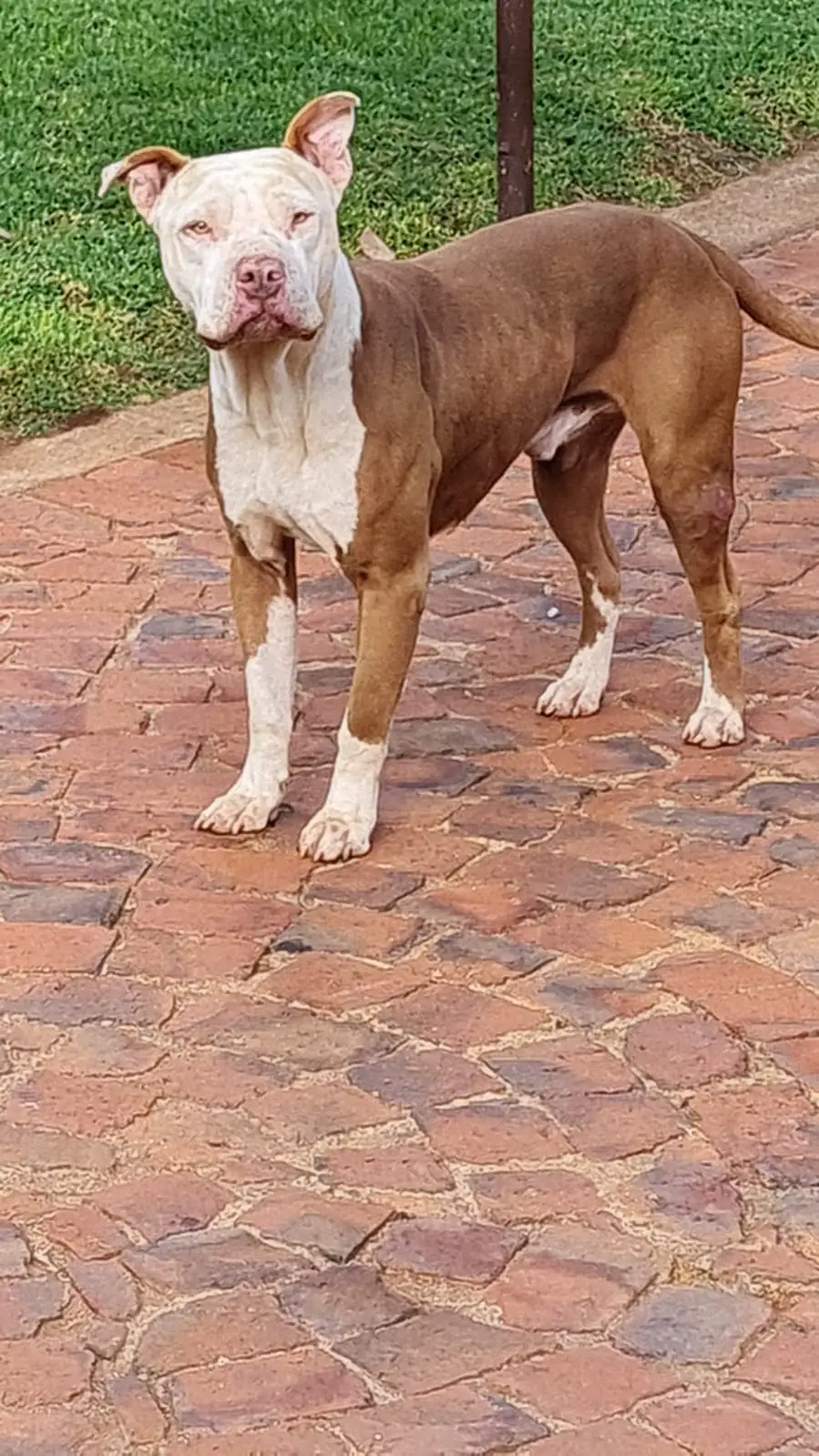 Bull Terrier Puppies in Johannesburg (12/10/2022)