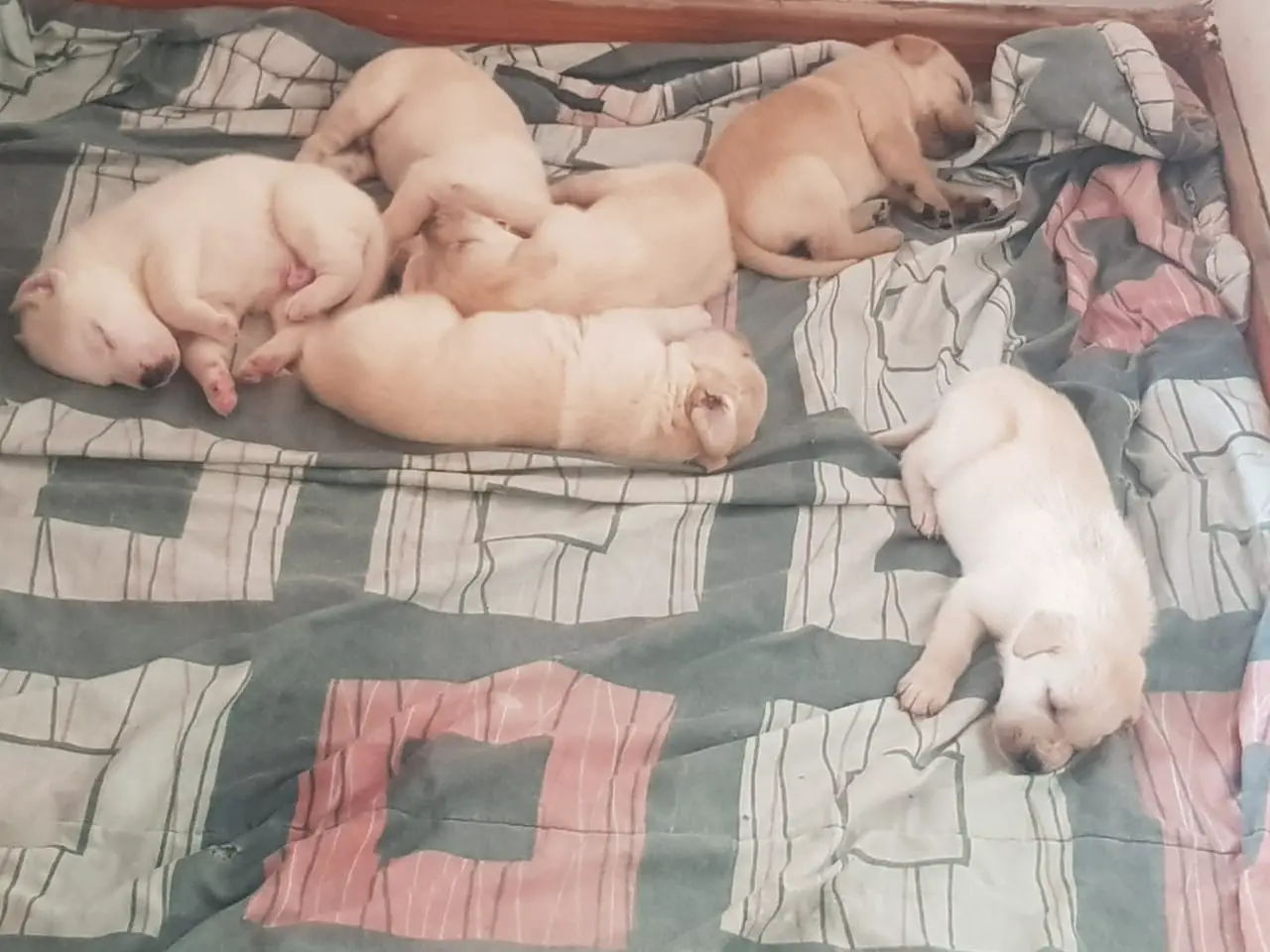 Labrador Puppies in Johannesburg (08/10/2022)