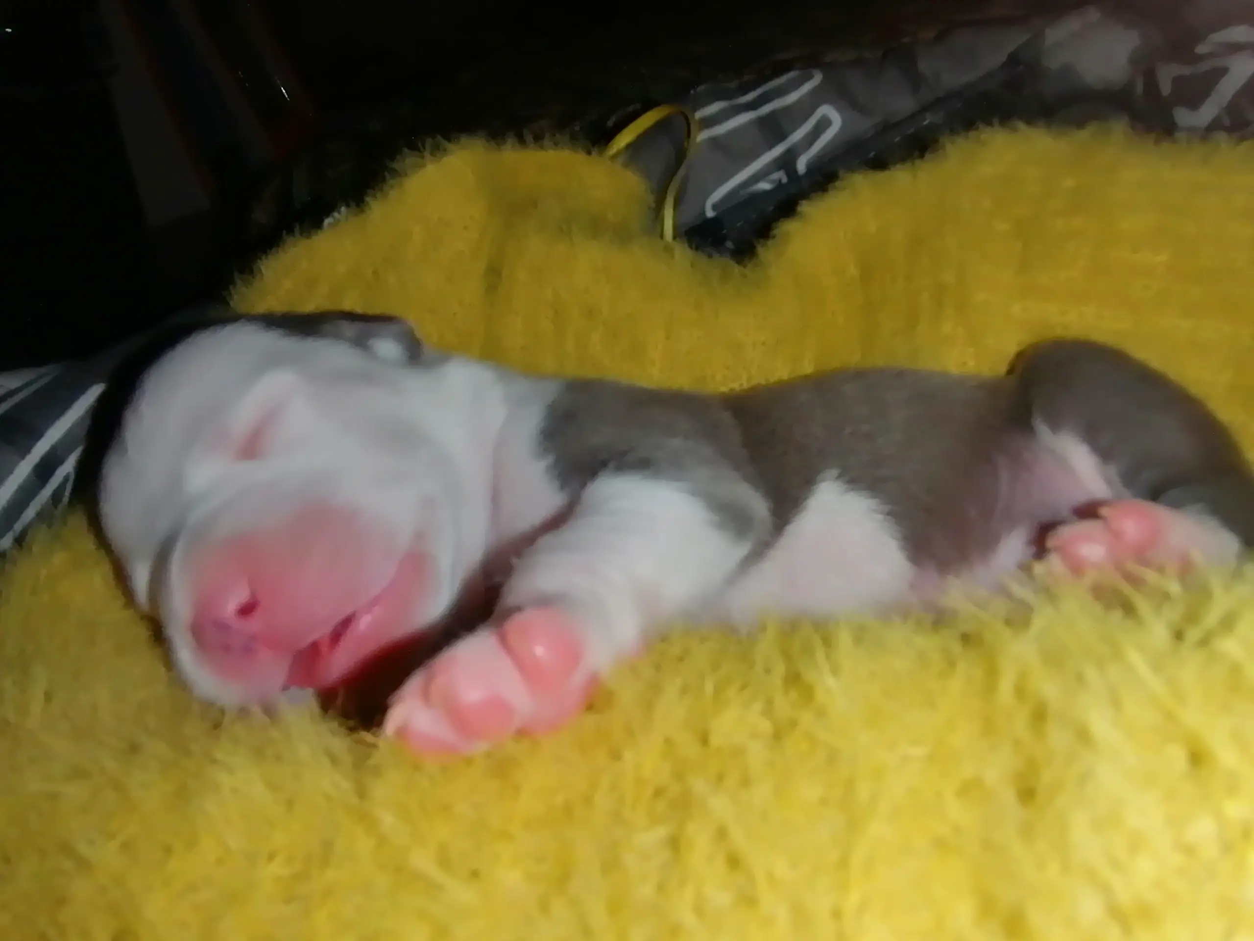 Pitbull Puppies in Other (03/10/2022)