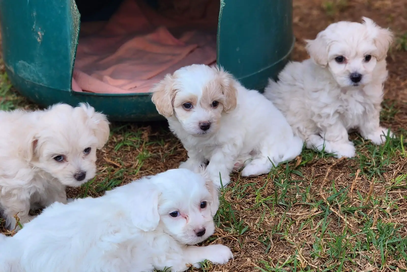 Poodle Puppies in East Rand (27/10/2022)