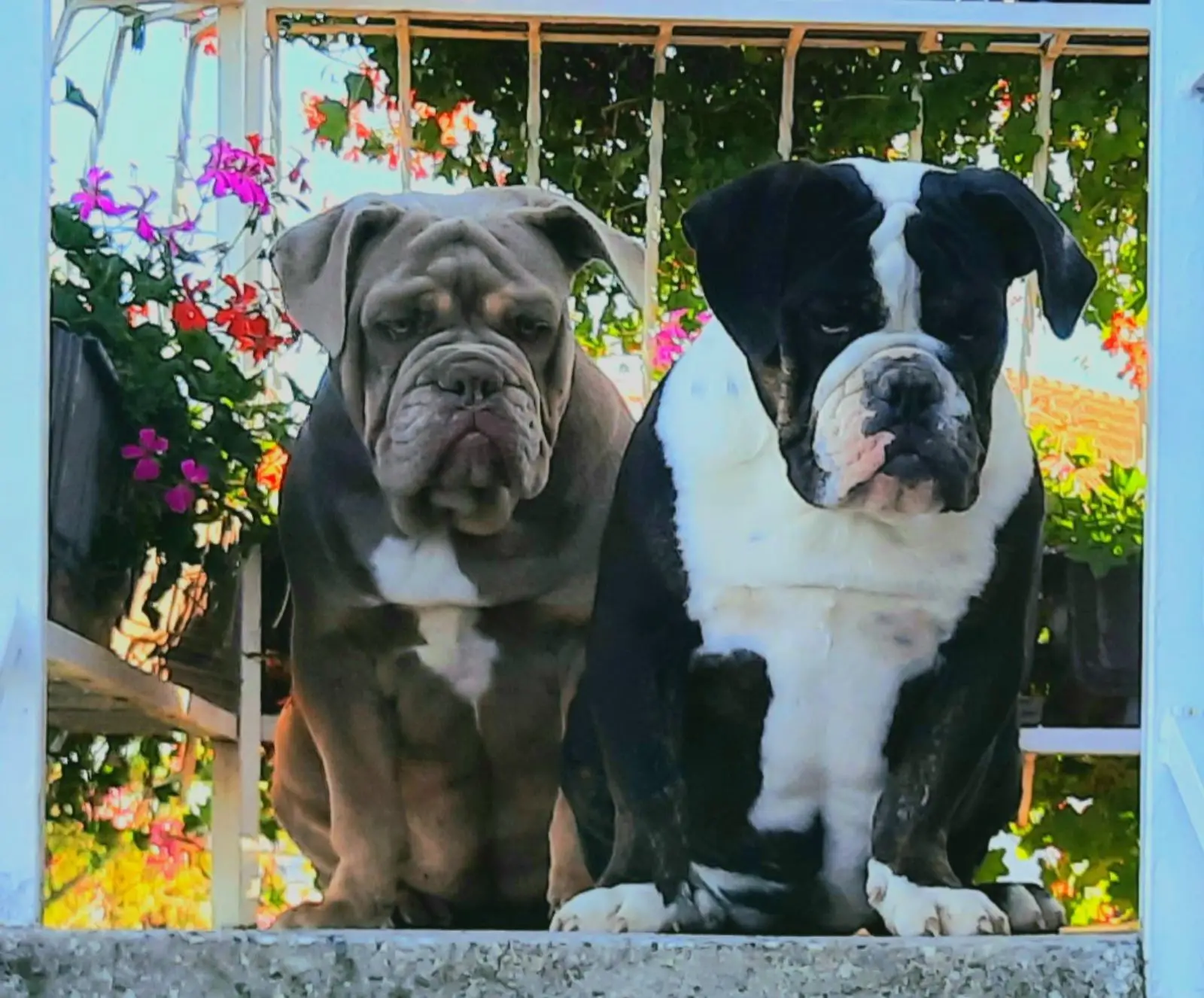 Bulldog Puppies in Pretoria (06/10/2022)