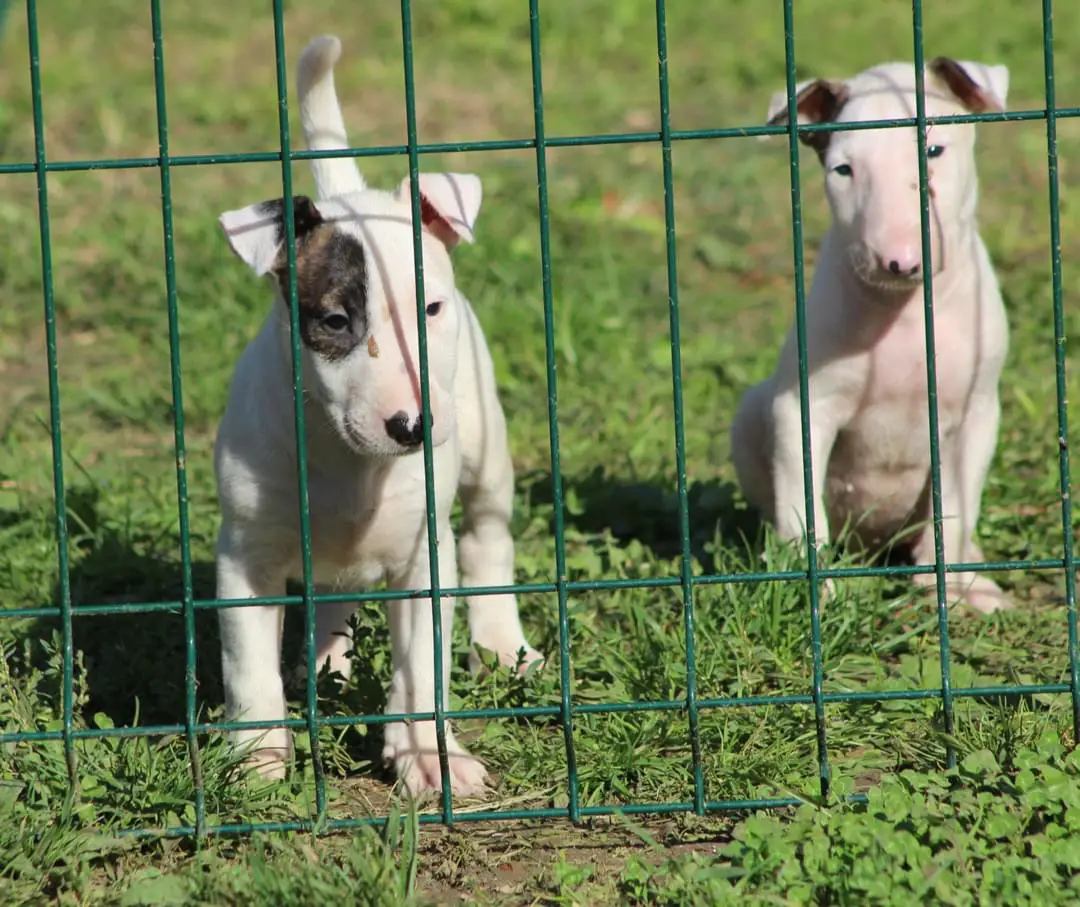 Bull Terrier Puppies in Pretoria (14/10/2022)