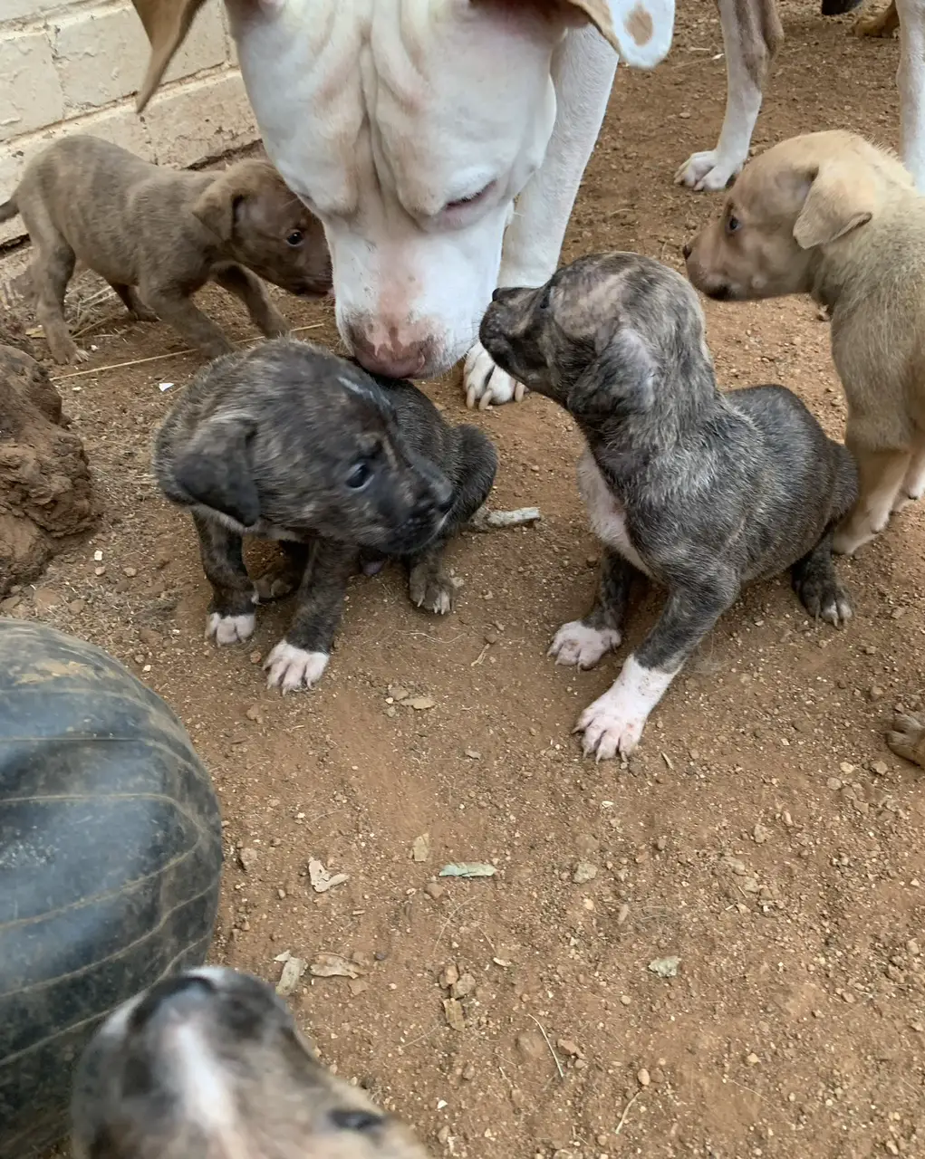Pitbull Puppies in Pretoria (03/11/2022)
