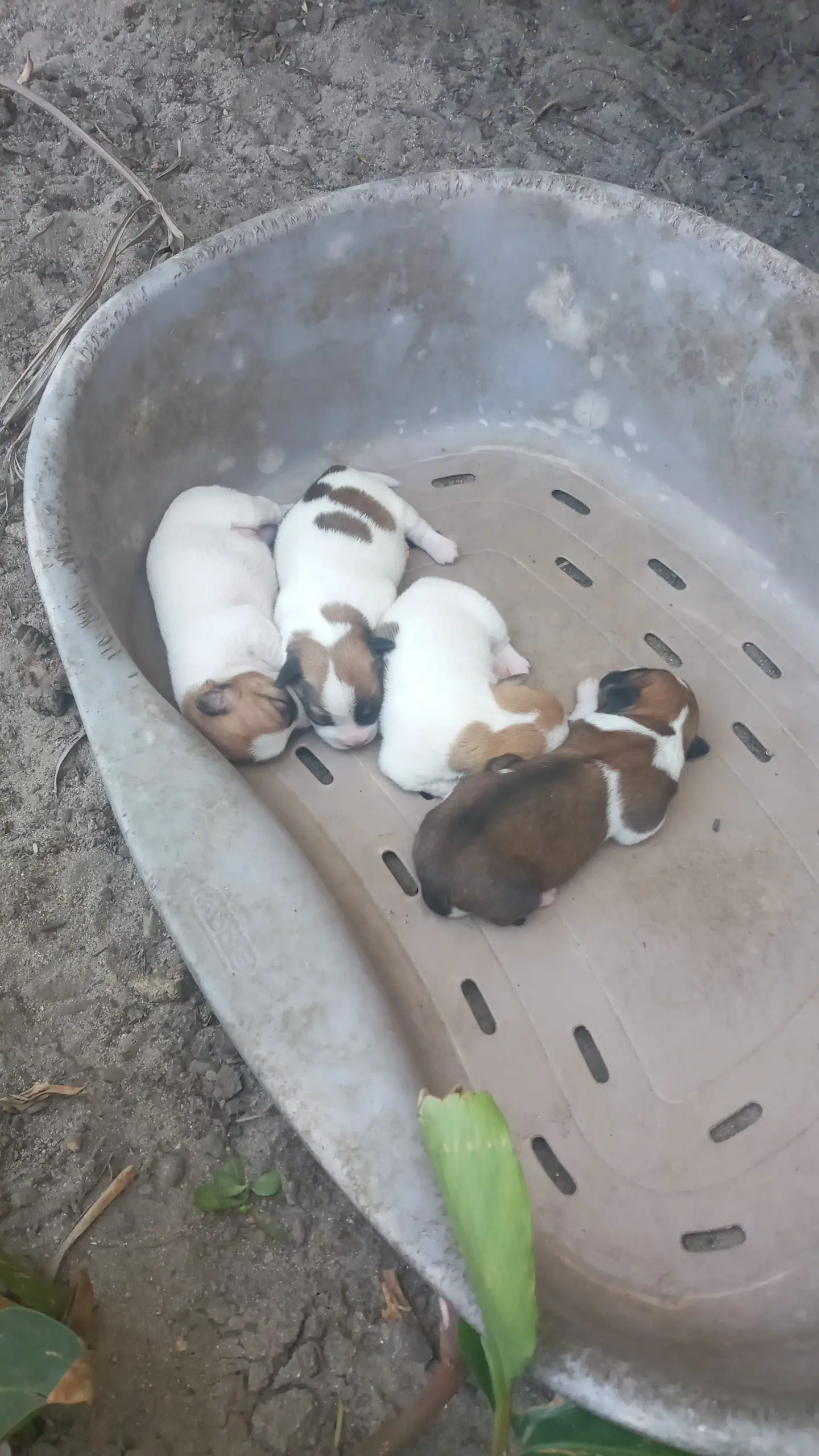 Jack Russell Puppies in Cape Town (19/11/2022)