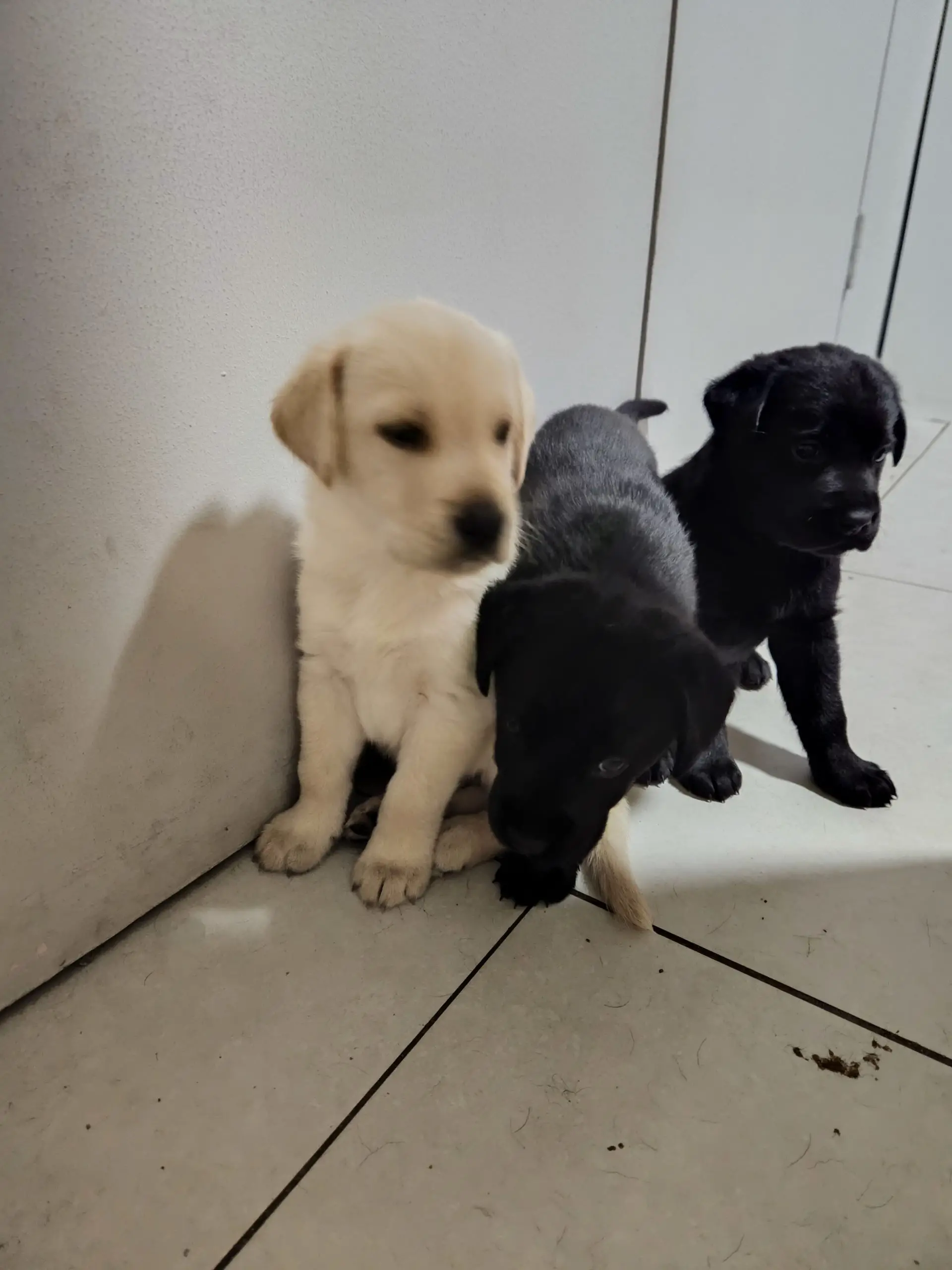 Labrador Puppies in Johannesburg (02/11/2022)