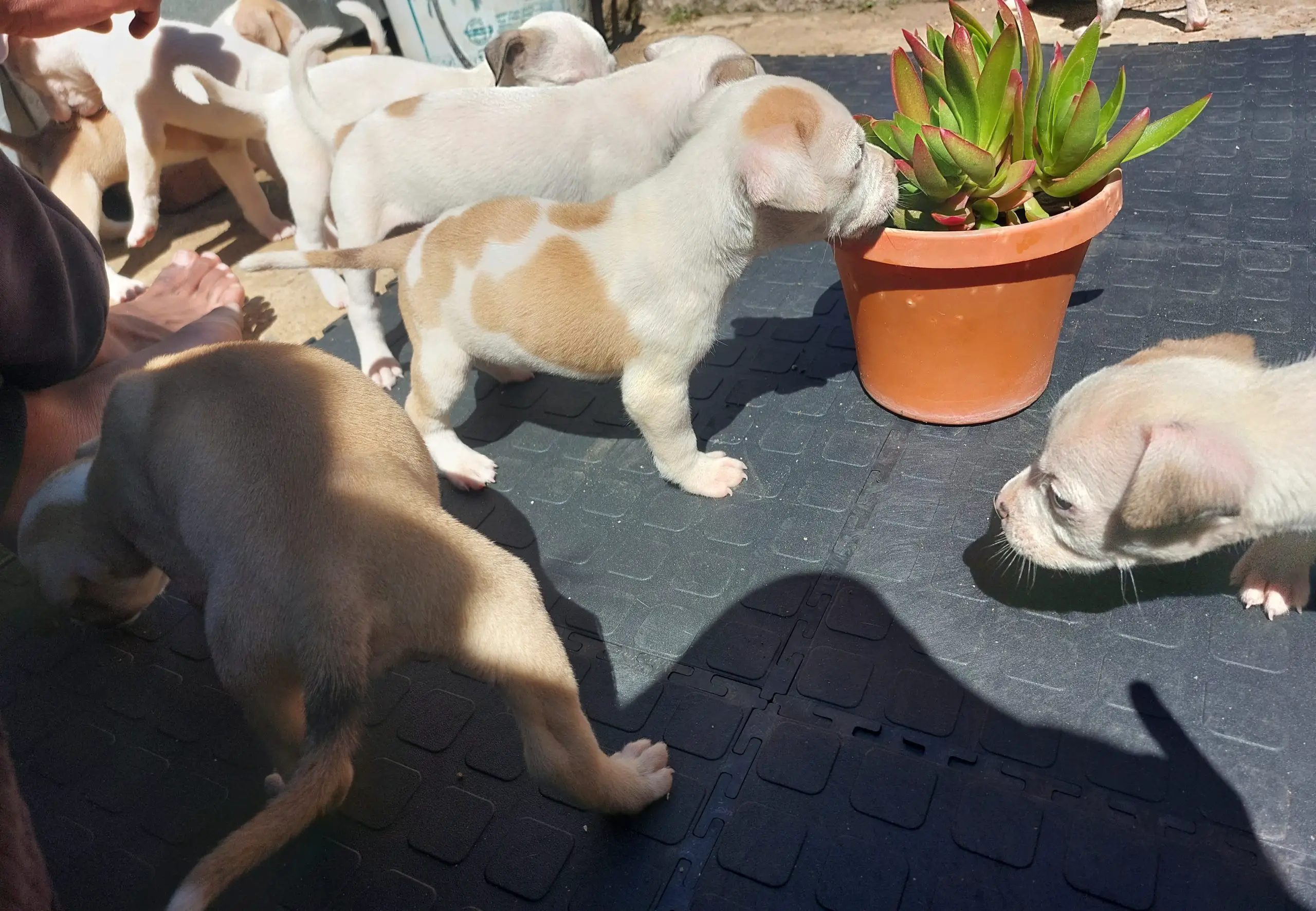 Pitbull Puppies in Johannesburg (05/11/2022)