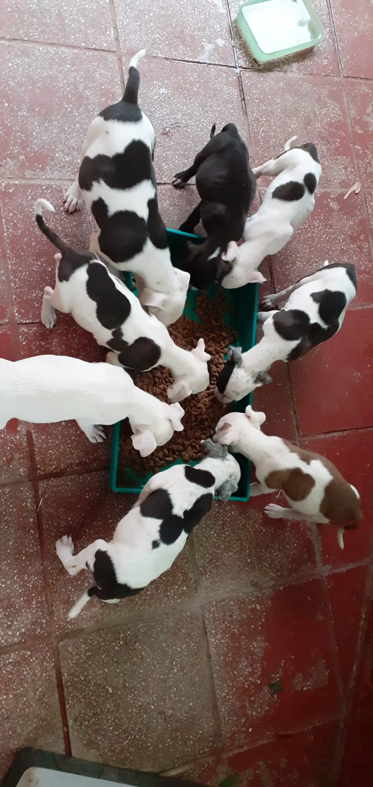 Pitbull Puppies in Kwazulu Natal (13/11/2022)