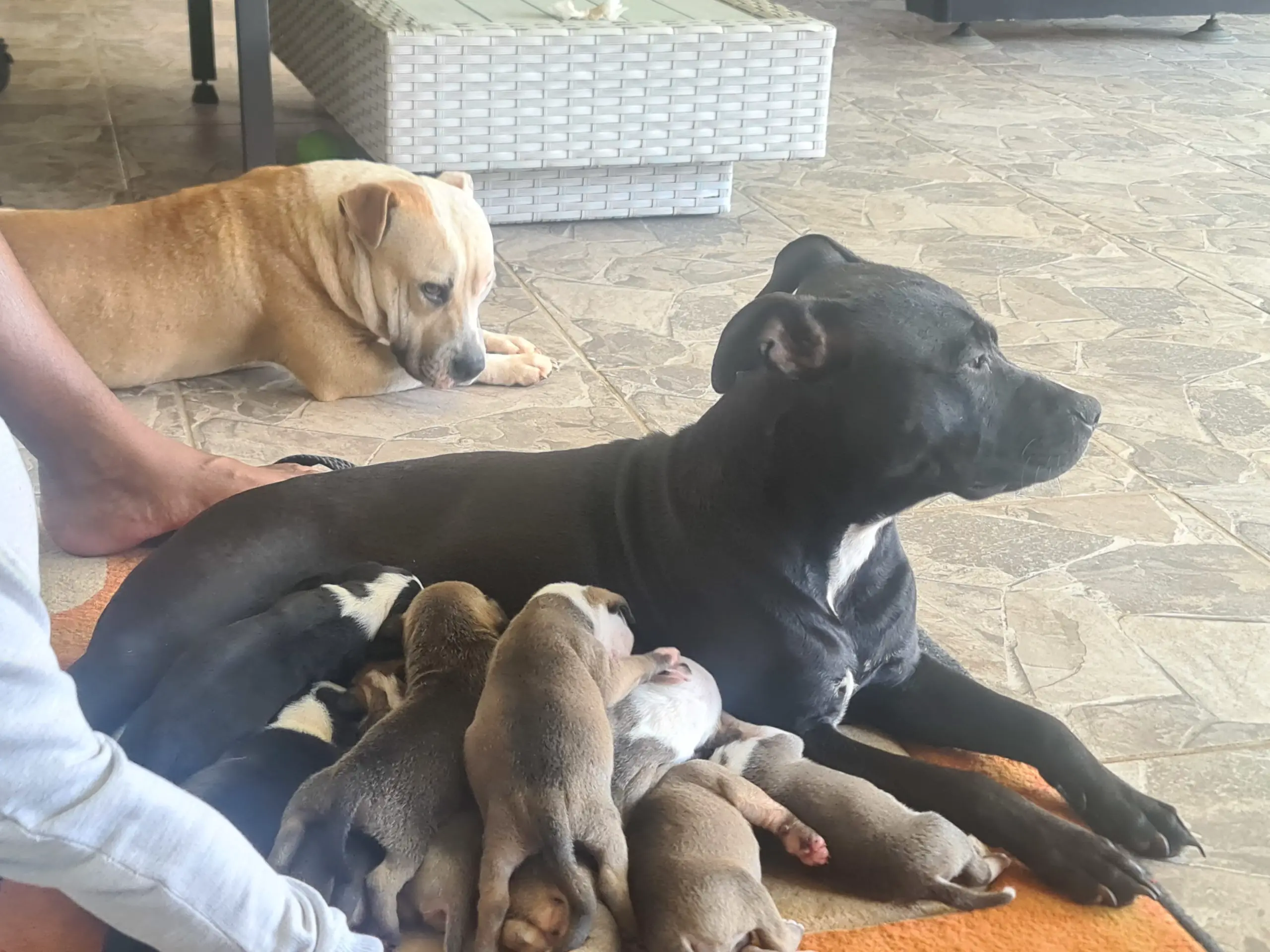 Staffie Puppies in East Rand (19/11/2022)