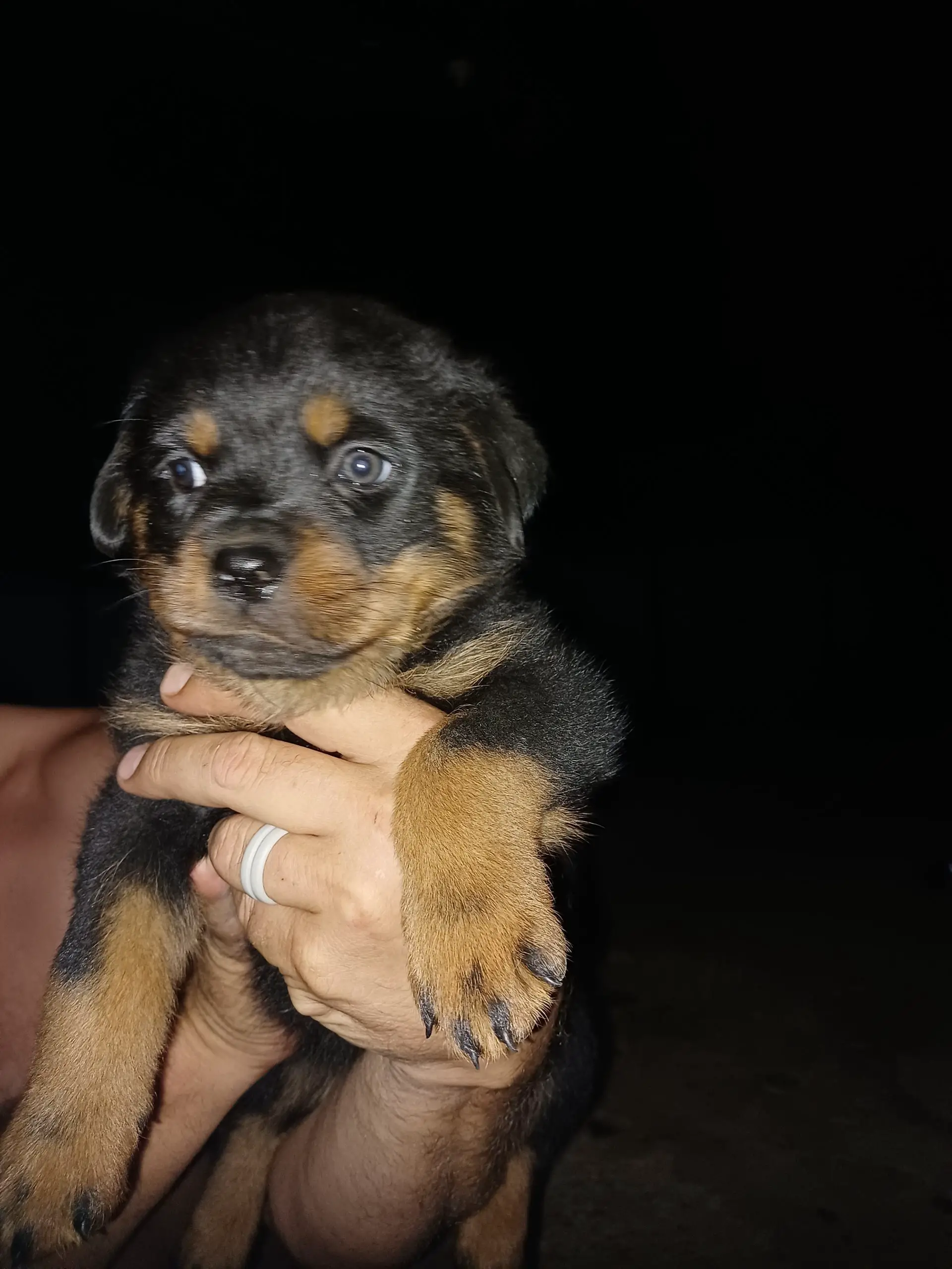 Rottweiler Puppies in Other (25/11/2022)