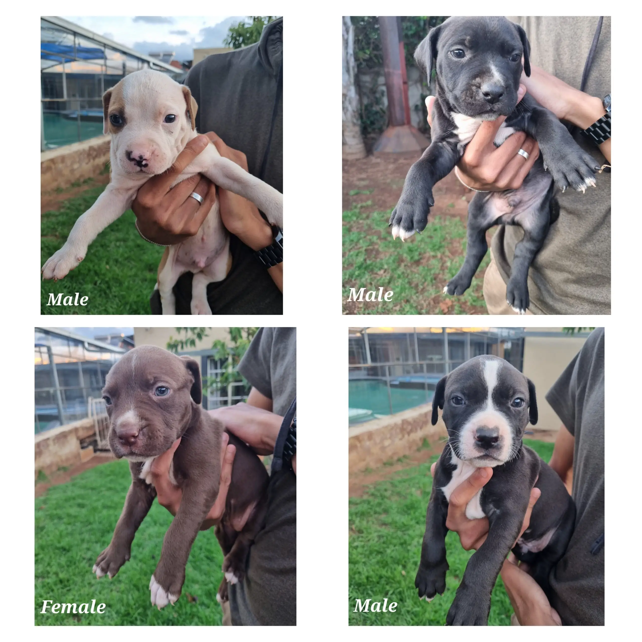 Pitbull Puppies in Johannesburg (23/11/2022)