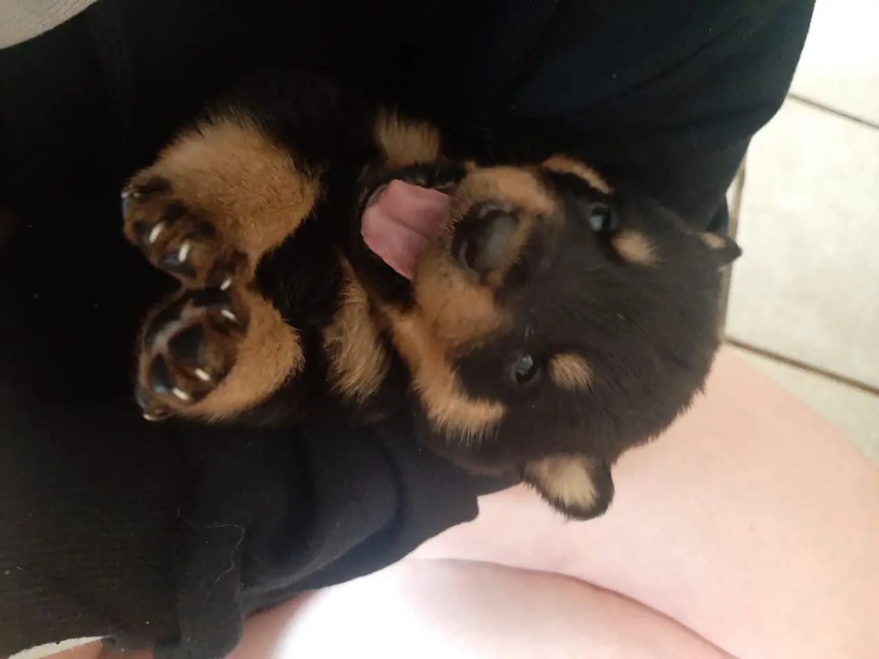 Rottweiler Puppies in East Rand (07/11/2022)