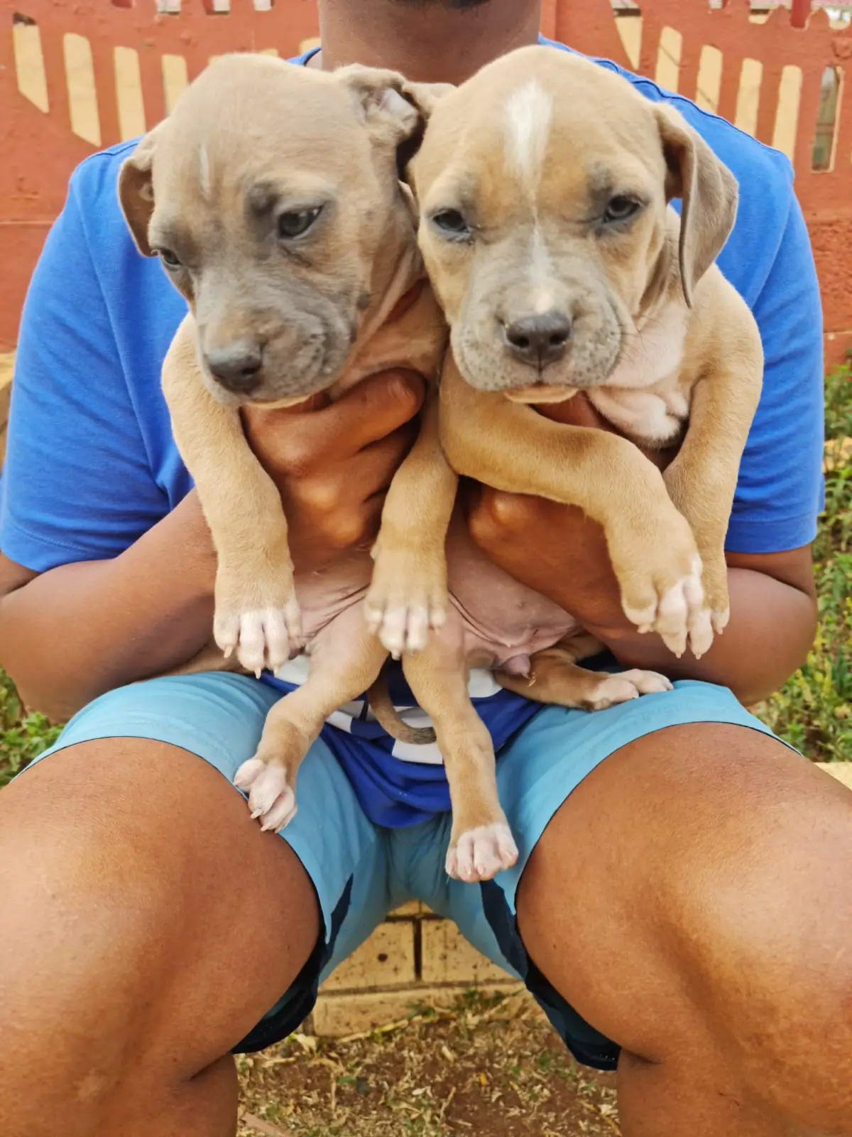 Pitbull Puppies in Johannesburg (03/11/2022)